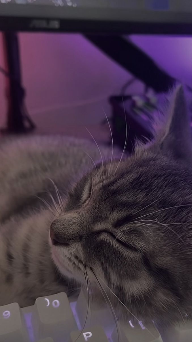 677x1200 keyboard cat cute aesthetic background wallpaper inspo idea