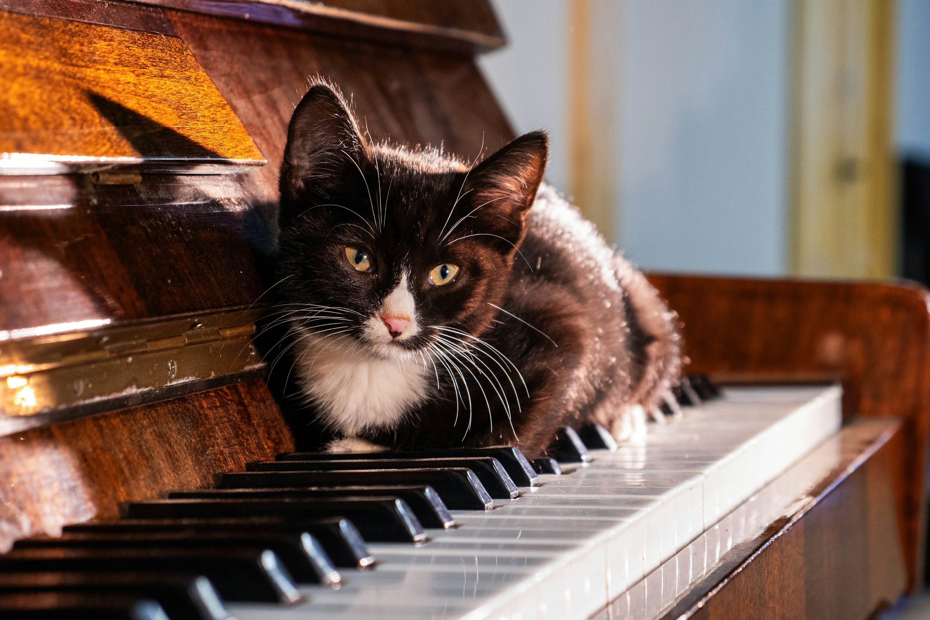 3000x2000 A black and white cat sitting on top of a piano