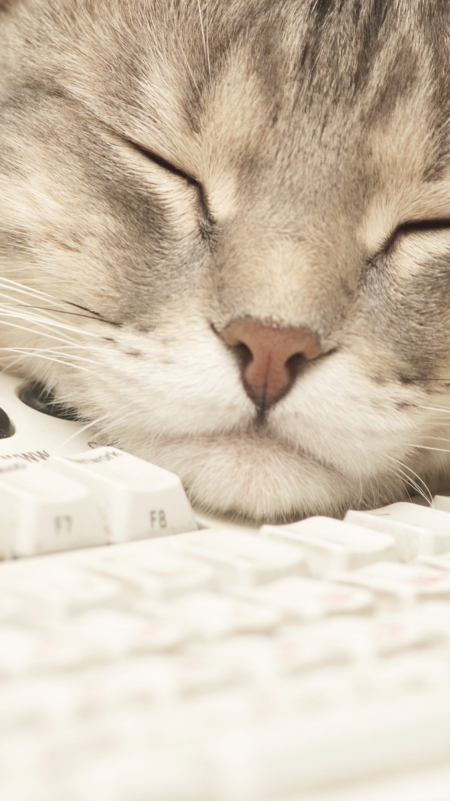 1440x2560 Cat keyboard for woman.sc SmartPhone