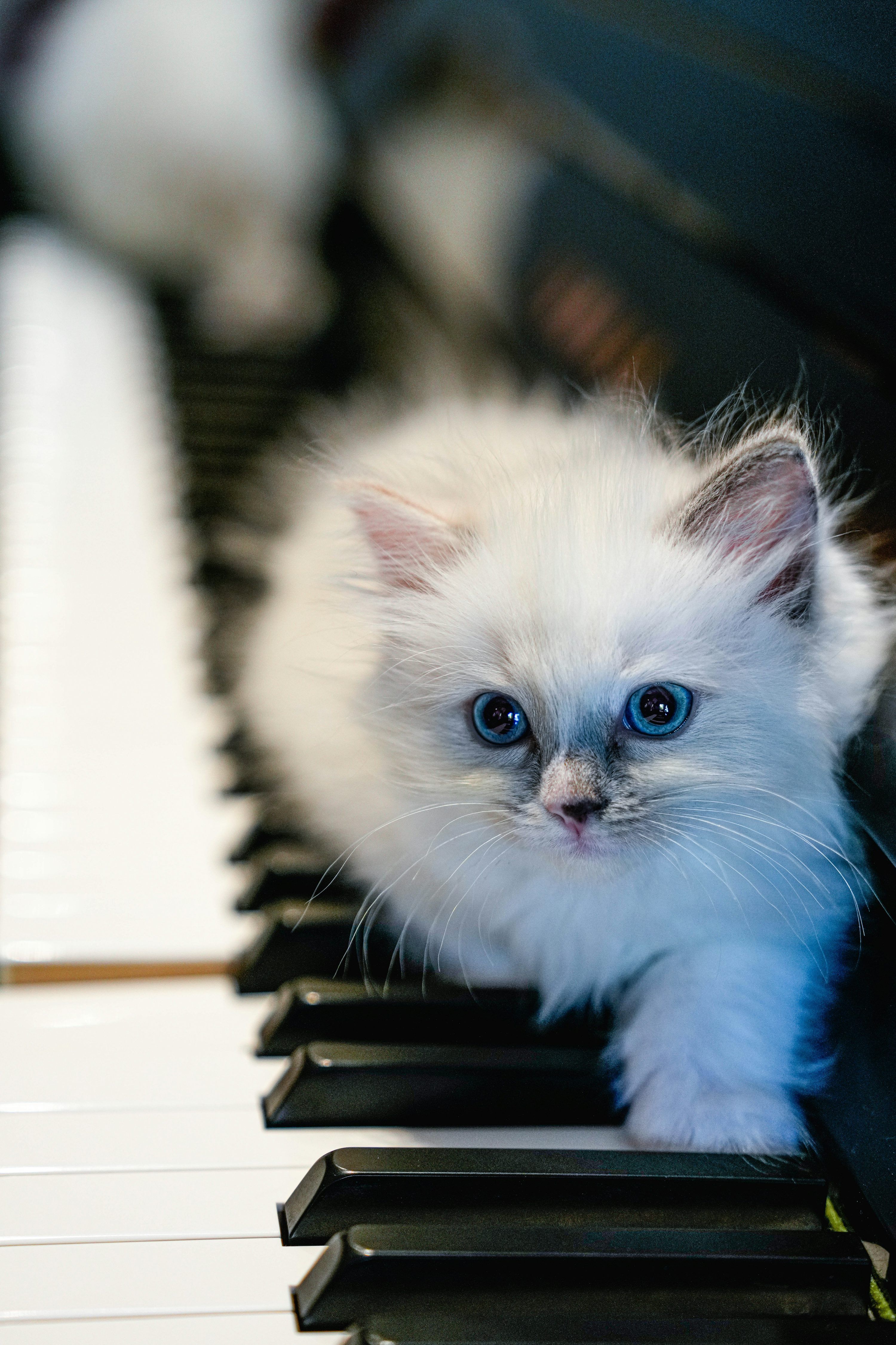 3000x4500 A small white kitten sitting on top of a piano