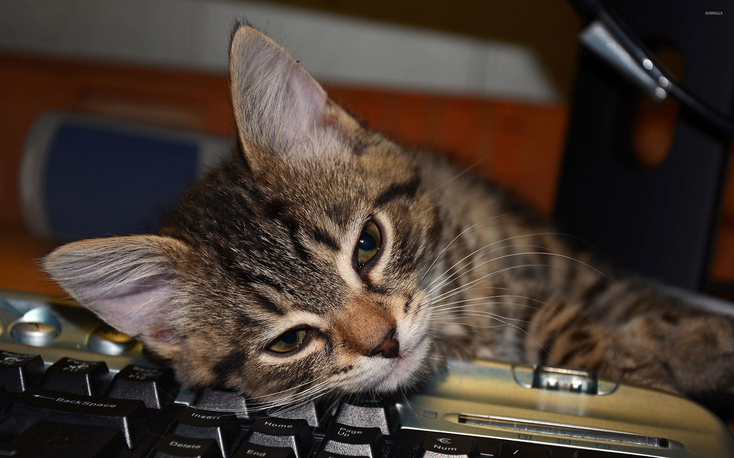 2560x1600 Cat on keyboard [2] wallpaper wallpaper