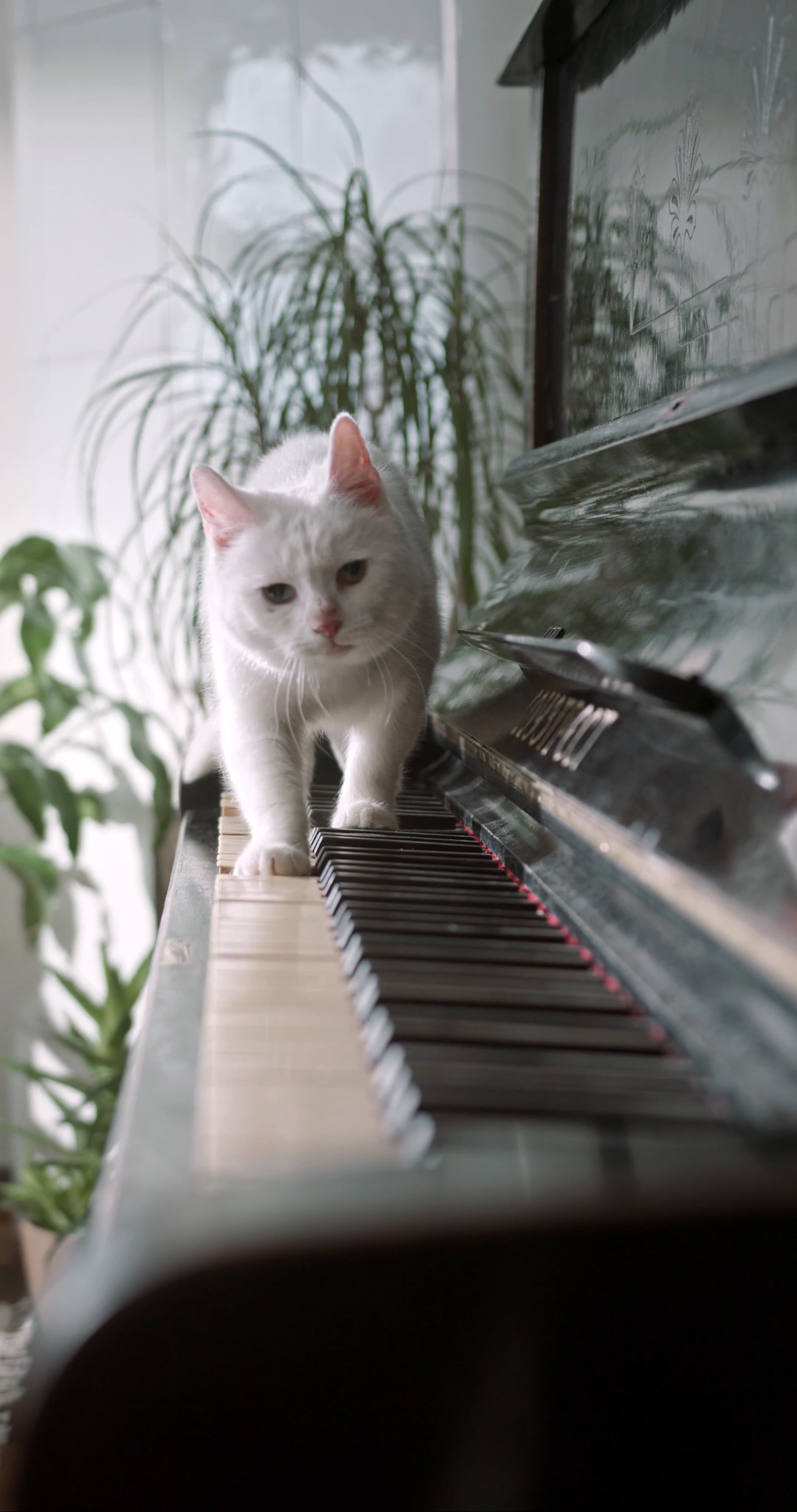 2025x3840 A Cat Walking Over The Piano Keyboard Free Stock Video Footage, Royalty Free 4K & HD Video Clip