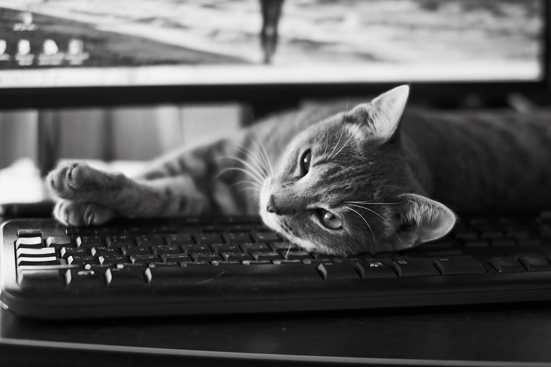 1920x1280 Cat laying on computer keyboard grayscale photo HD wallpaper