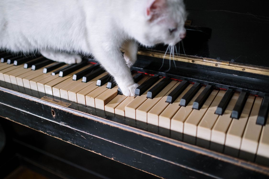 1125x750 White Cat on Piano Keys · Free