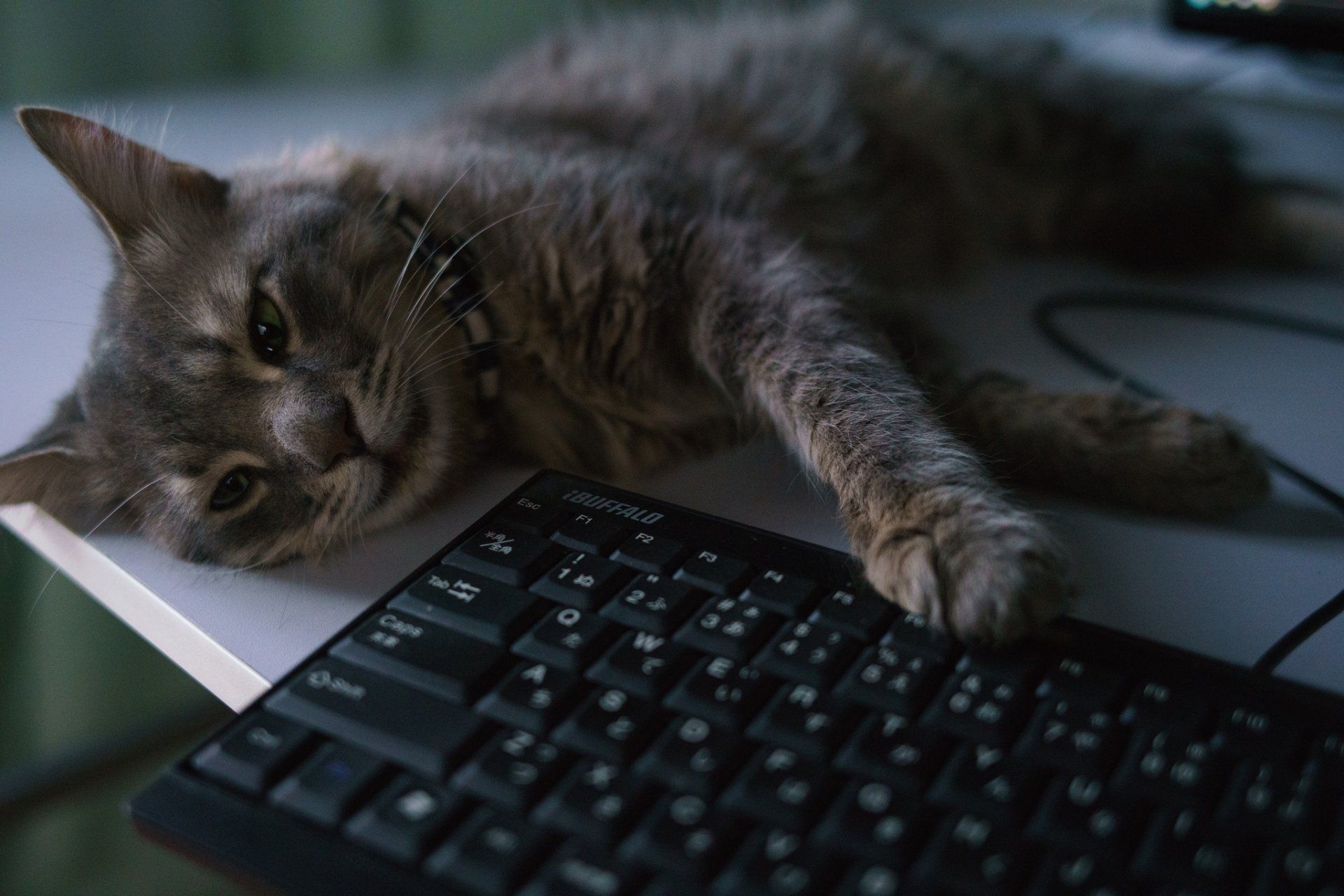 1920x1281 Cozy Cat Keyboard Companion HD Wallpaperx1366