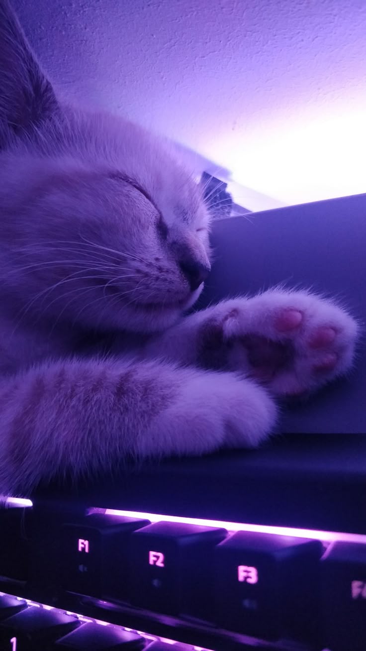 736x1308 Adorable White Cat Sleeping on Blue Couch. Animals purple aesthetic, Purple aesthetic cat pfp, Cute