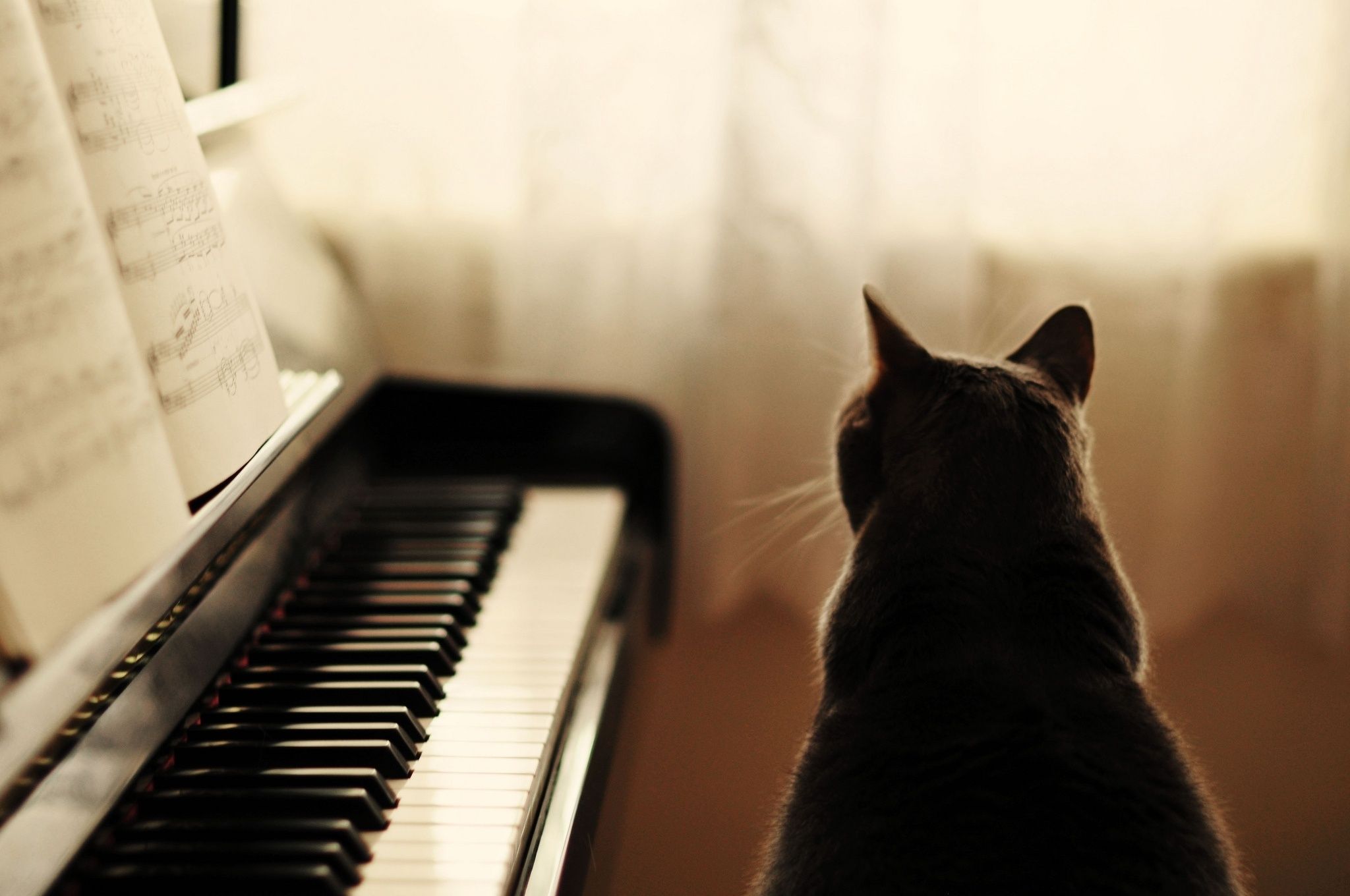 2048x1360 Wallpaper cat, piano, sitting, notes, grey, cat for mobile and desktop, section кошки, resolution 2048x1360