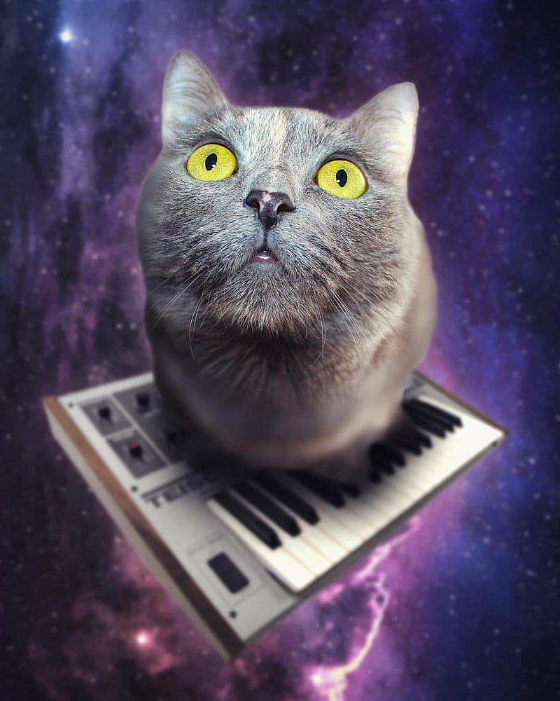 800x1000 Musical Space Cat, animals, cats, cute, funny, keyboard, kitty, synth, synthesizer, HD phone wallpaper