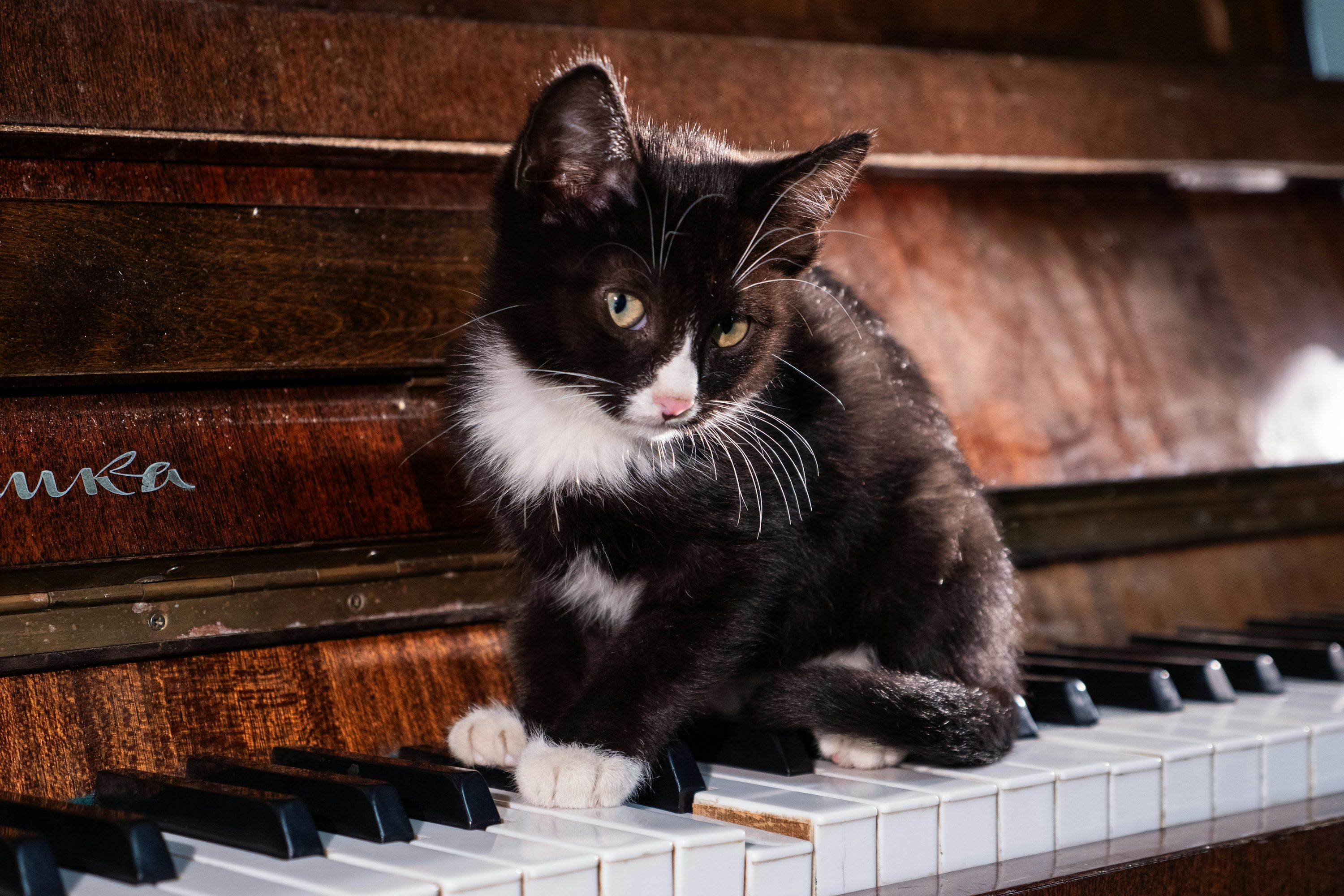 3000x2000 A black and white cat sitting on top of a piano