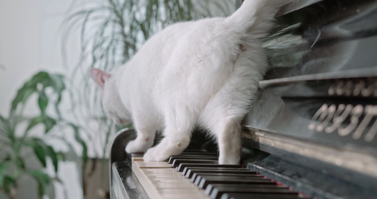 1260x664 A Cat Walking Over The Piano Keys Free Stock Video Footage, Royalty Free 4K & HD Video Clip