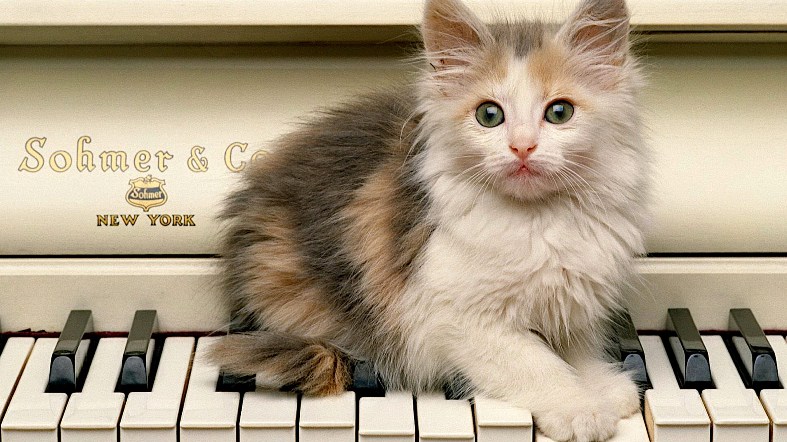 2560x1440 A kitten sits on the piano keyboard · 2560x1440 QHD & WQHD (16:9) free photo from ya1668773354463 and wallpaper