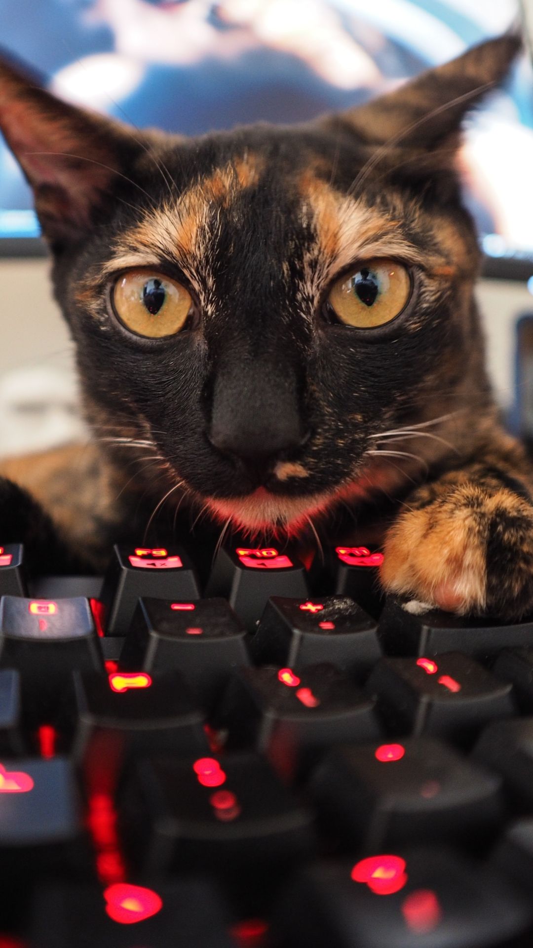 1080x1920 Phone wallpaper: Keyboard, Funny, Animal, Cat, Stare, Cats 1133374