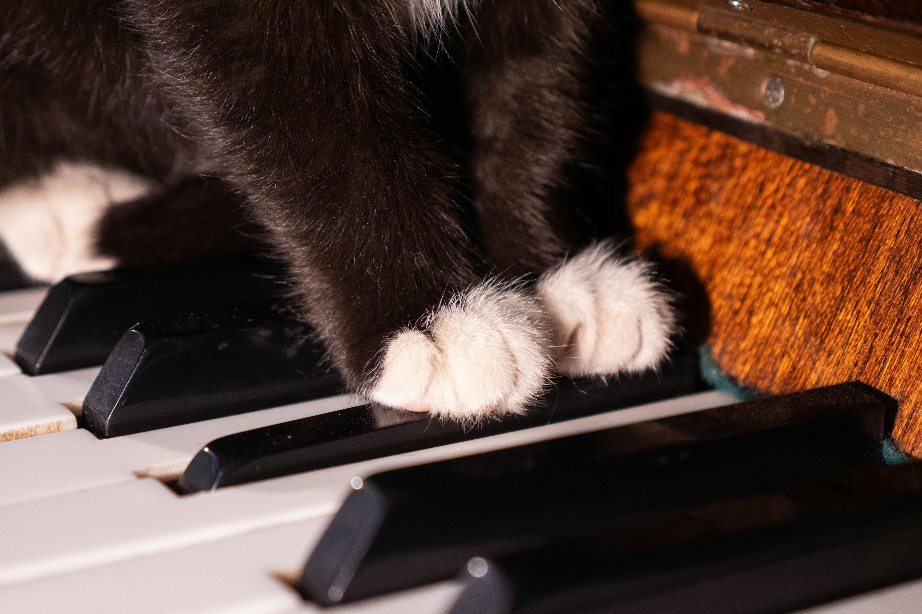 3000x2000 A black and white cat sitting on top of a piano
