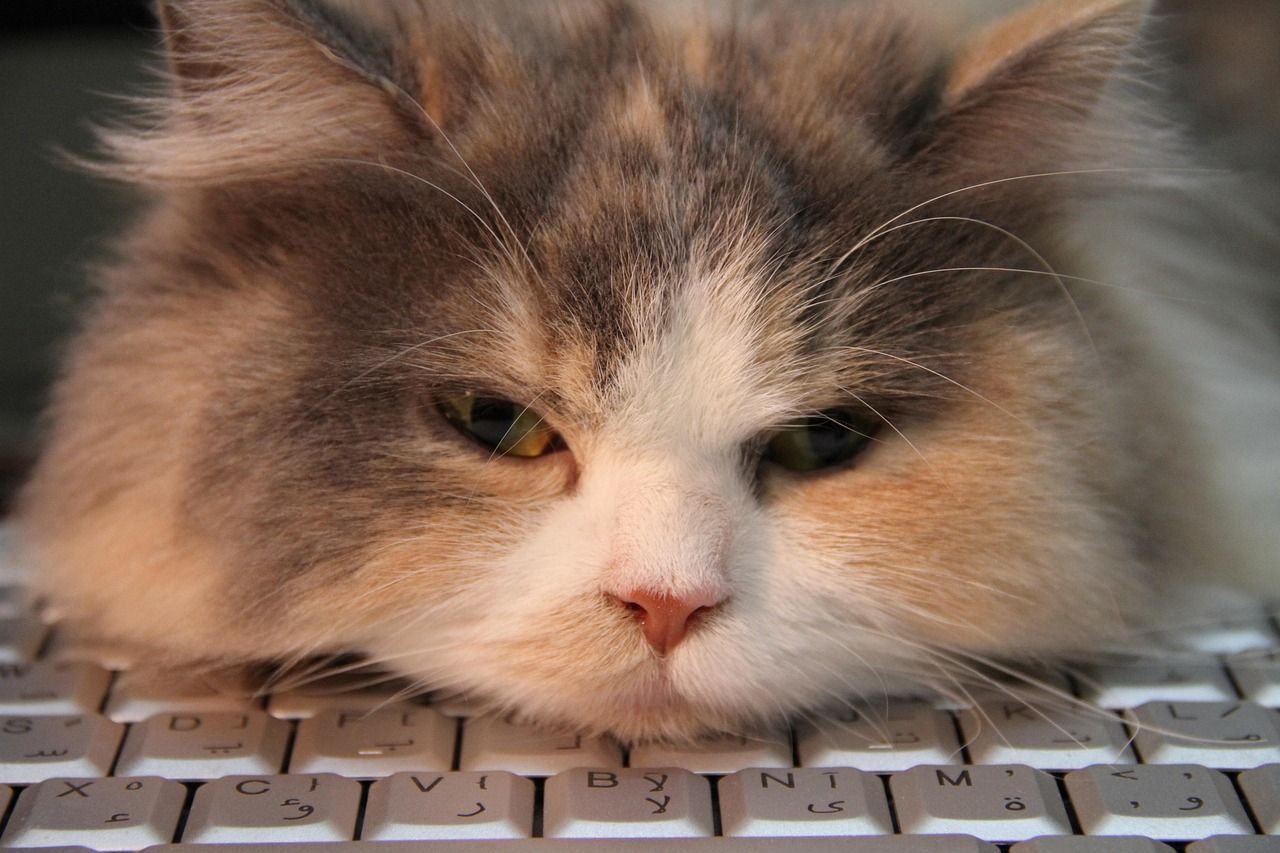 1280x853 Free Cat On A Keyboard & Nature Image