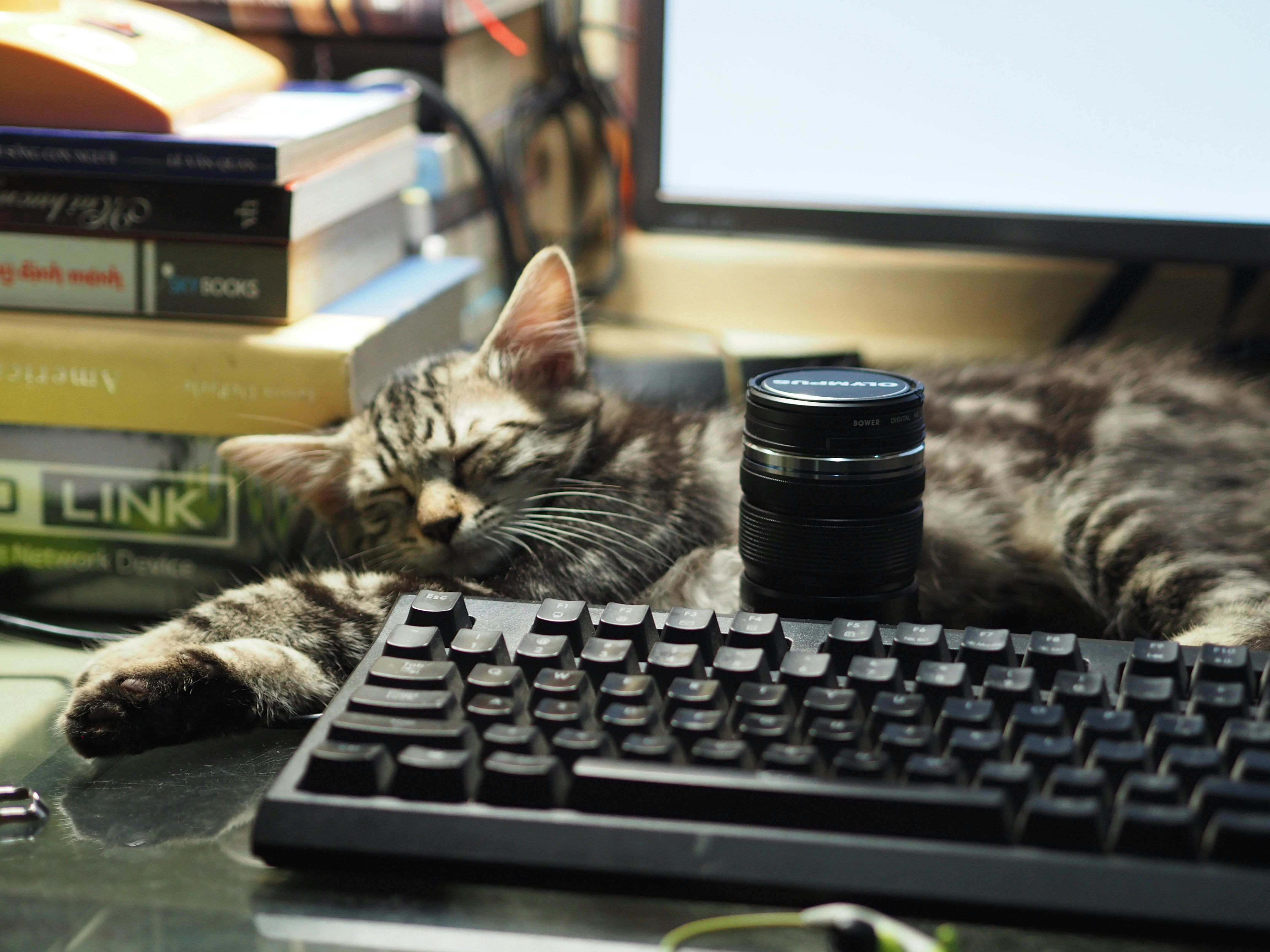 4608x3456 A cat laying on top of a computer keyboard