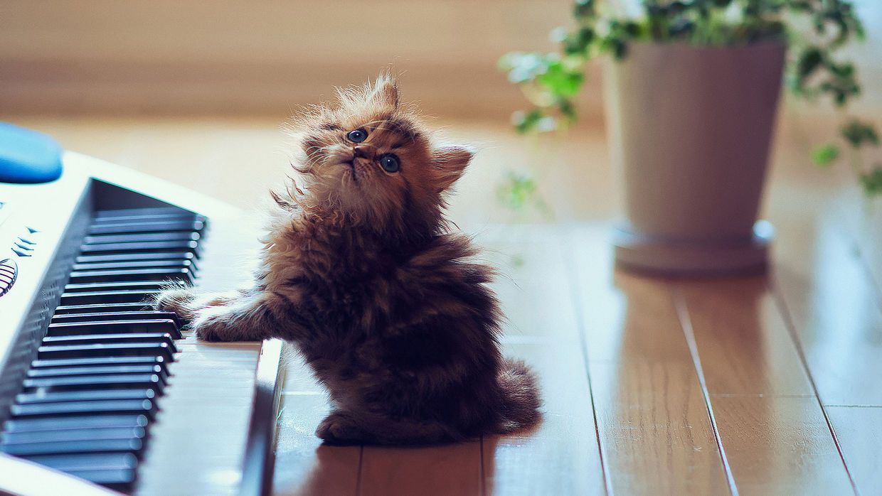 1240x698 Cat Playing Piano Desktop Wallpaper 19247