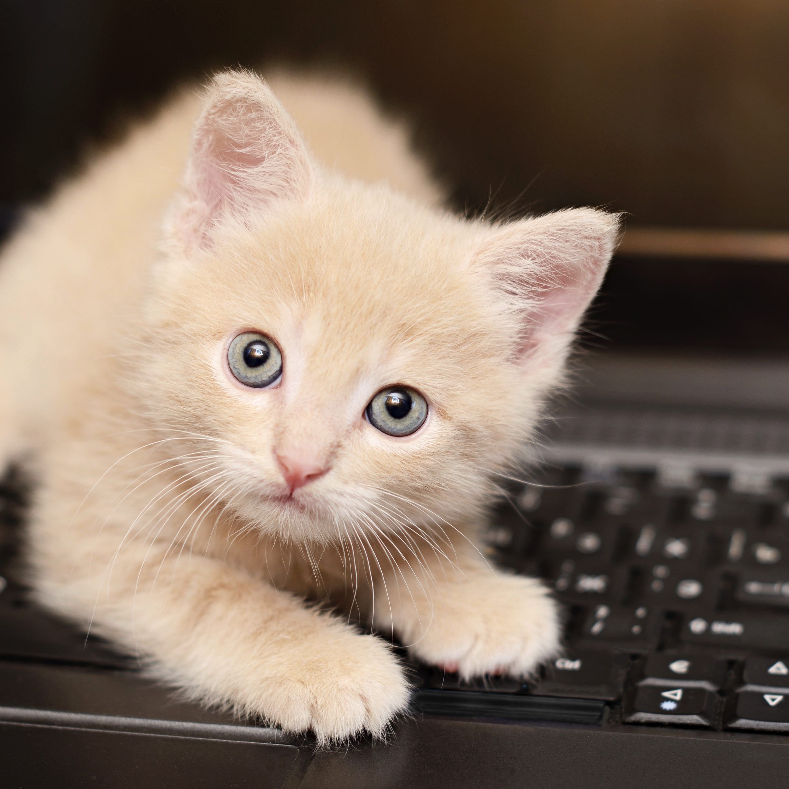 2592x2592 Cat Animal Women Friendly Keyboard.sc IPad