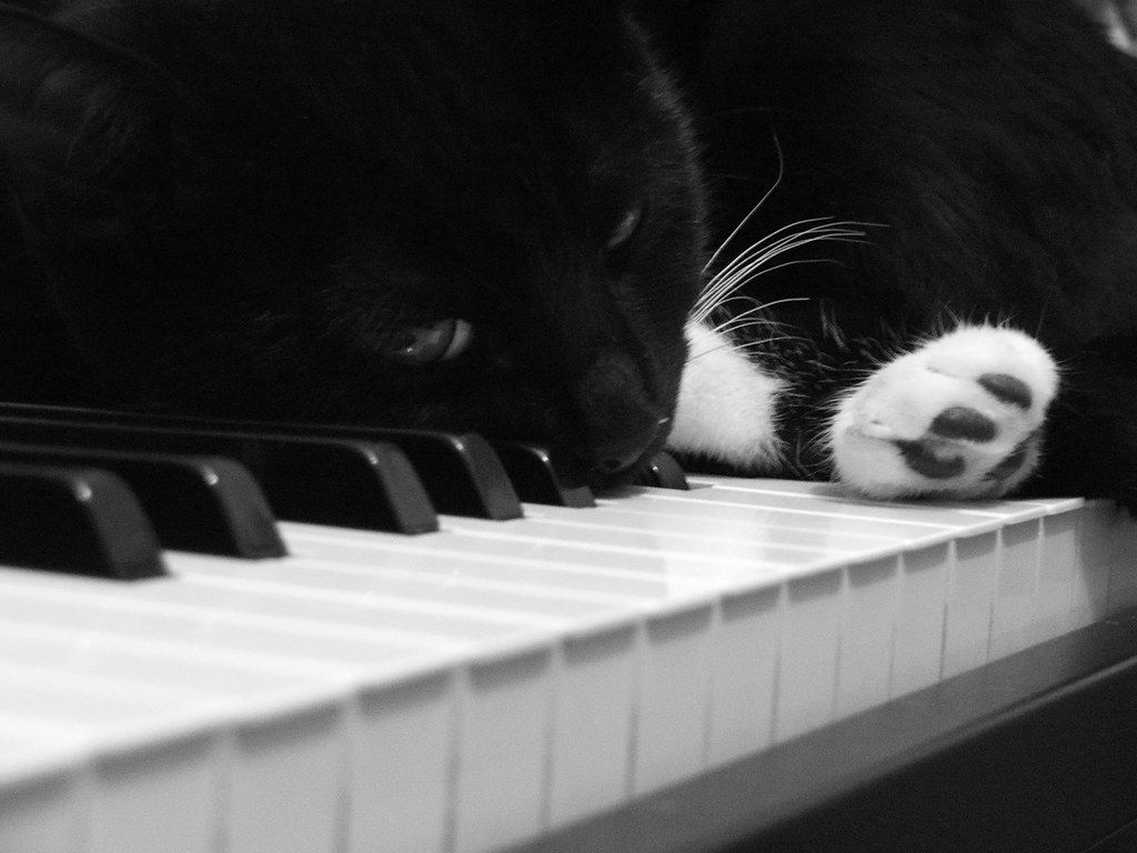 1024x768 Piano Cat I. My bed.no you cannot play! I'm sleeping her