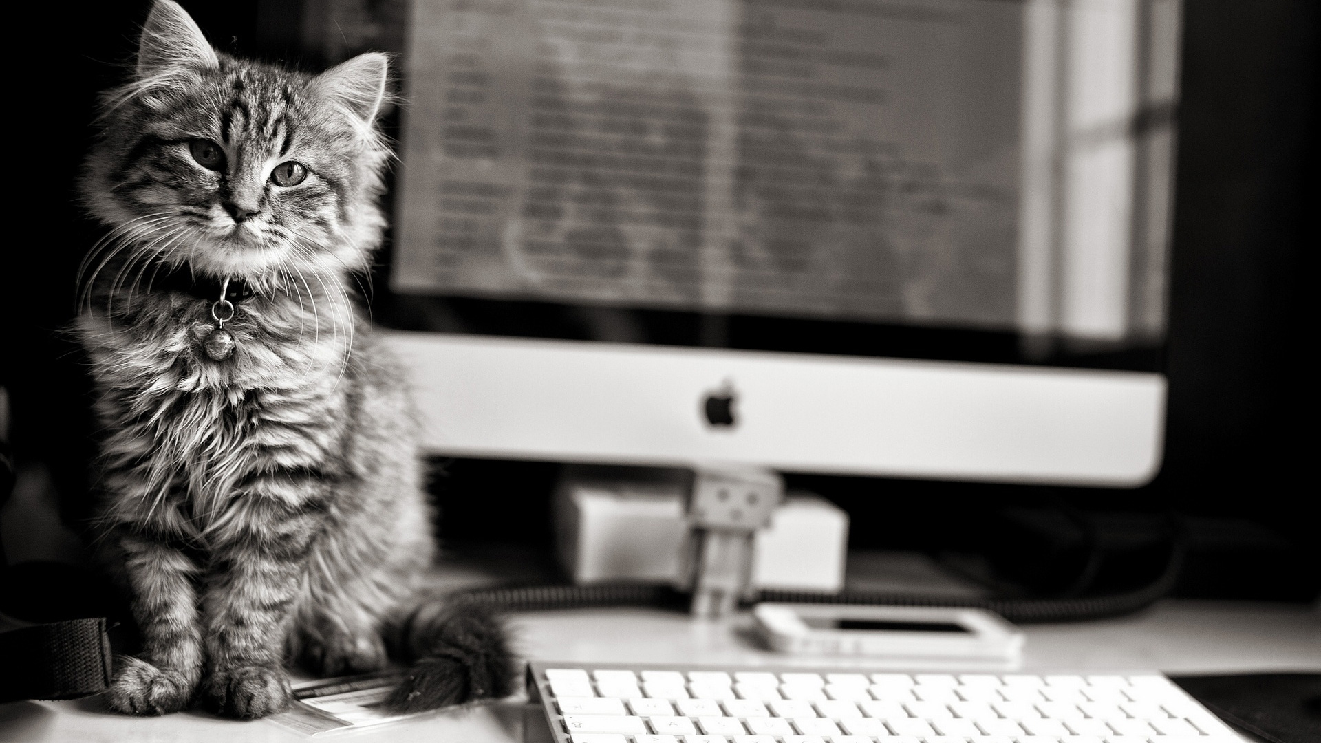 1920x1080 Maine Coon (Apple, Computer, Keyboard) HD Cat Wallpaper