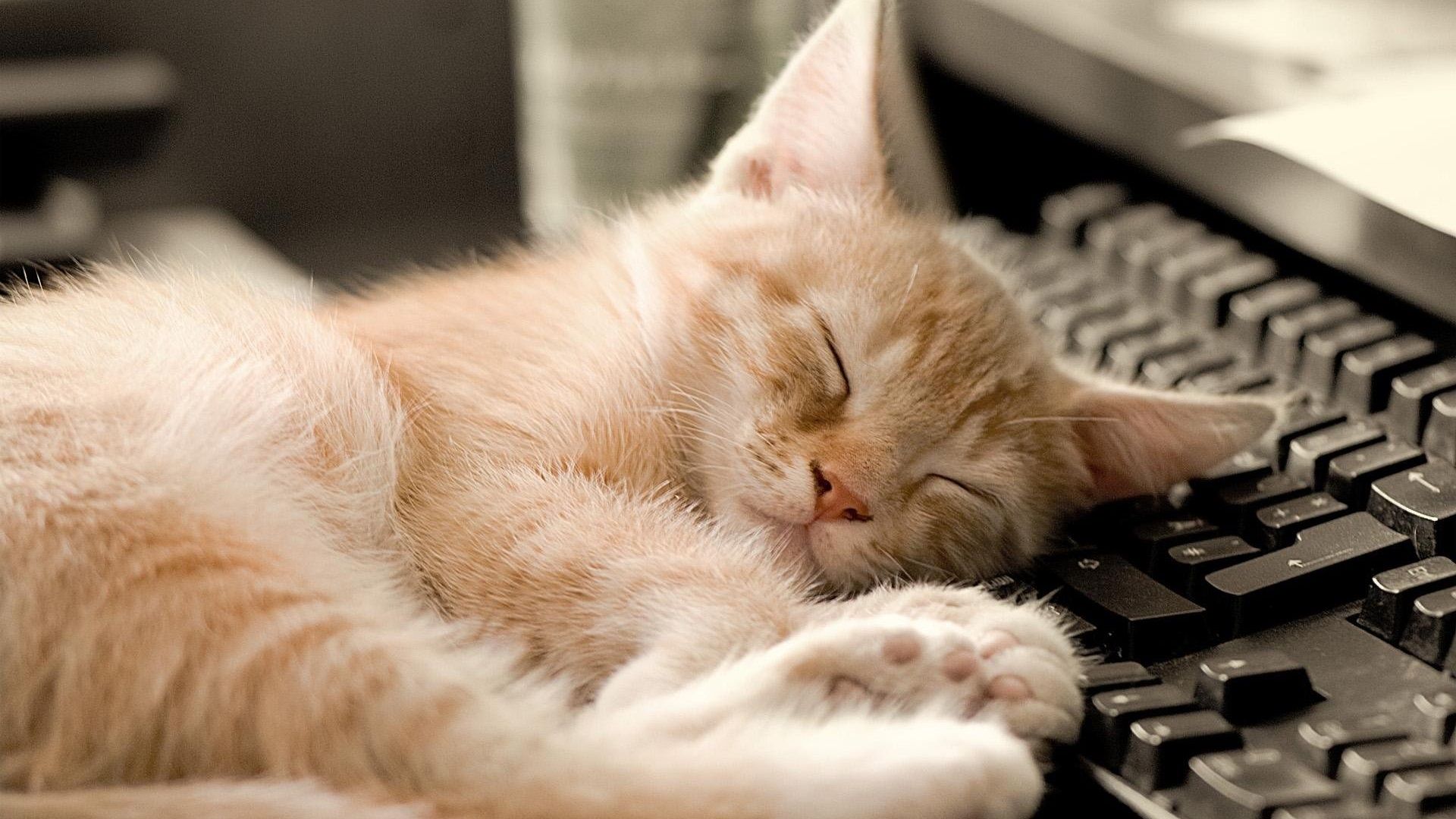1920x1080 Wallpaper Cat sleeping at keyboard side 1920x1200 Picture, Image