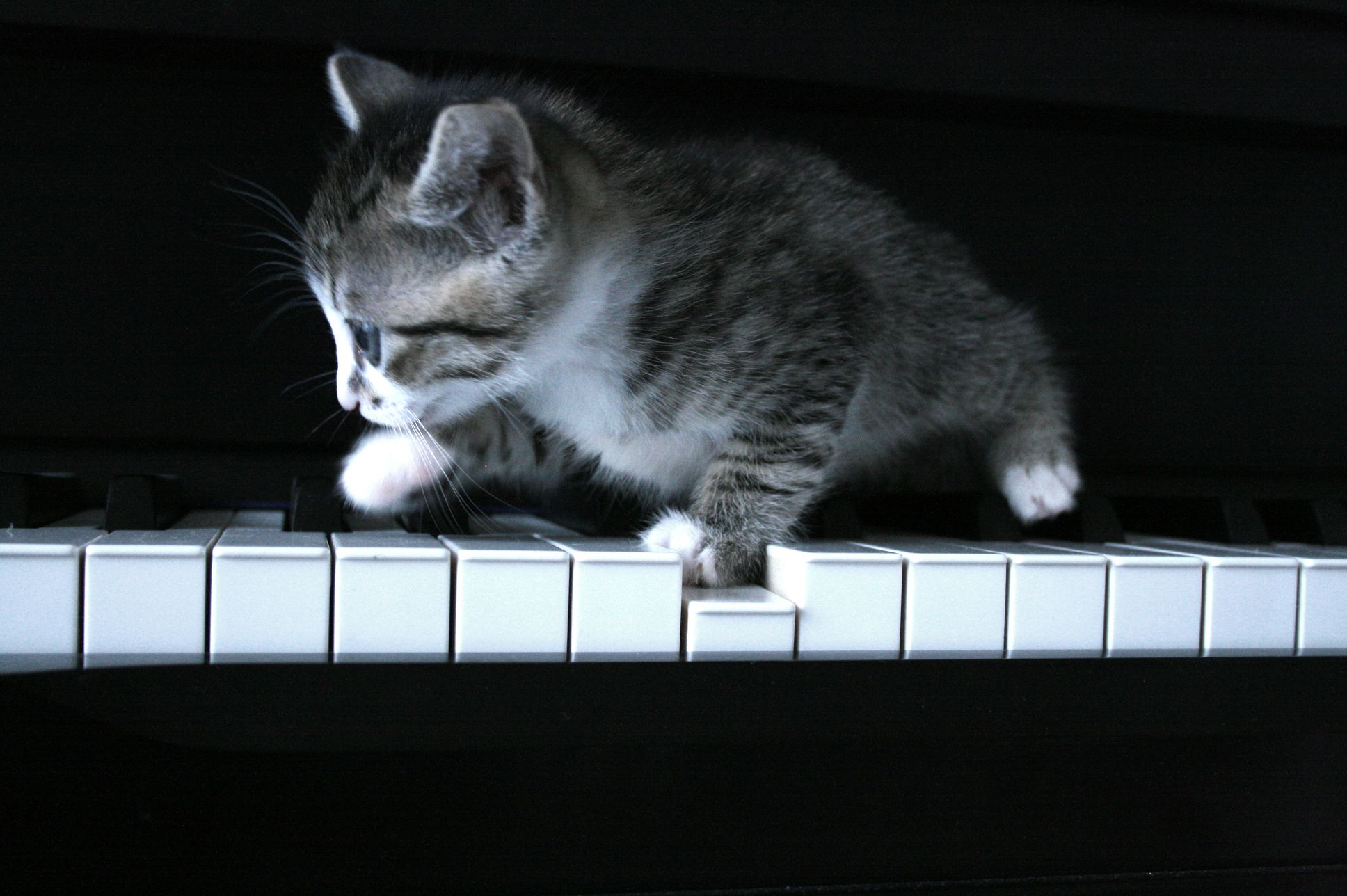 1936x1288 Piano Cat Wallpaper