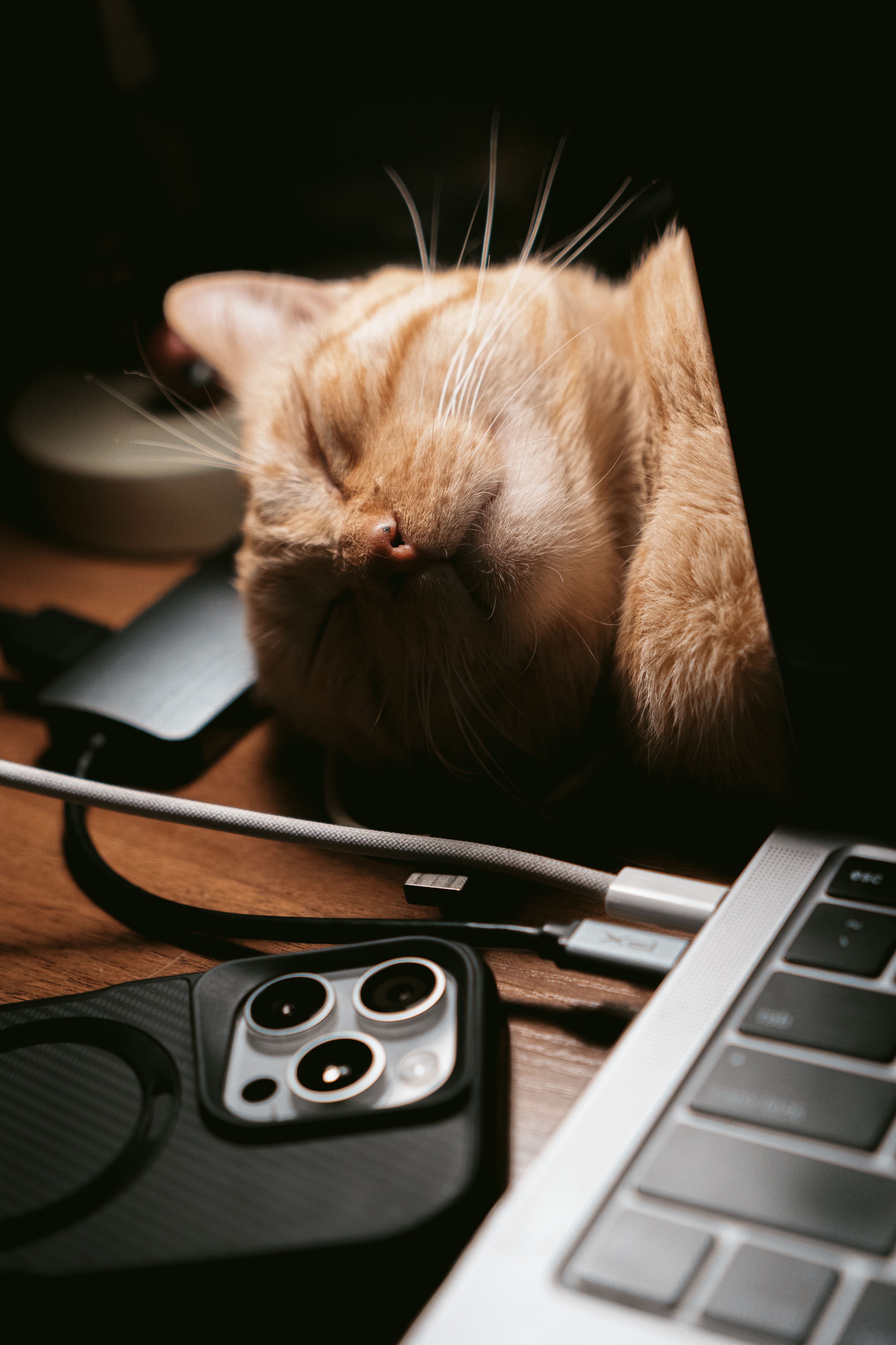 4000x6000 Cozy Cat Sleeping Beside Laptop at Night · Free