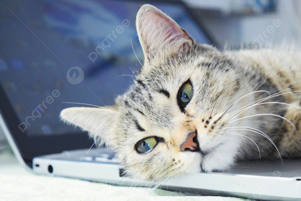 1200x800 Cute Cat Sleeping Position, Cute, Cat, Keyboard Background Image And Wallpaper for Free Download