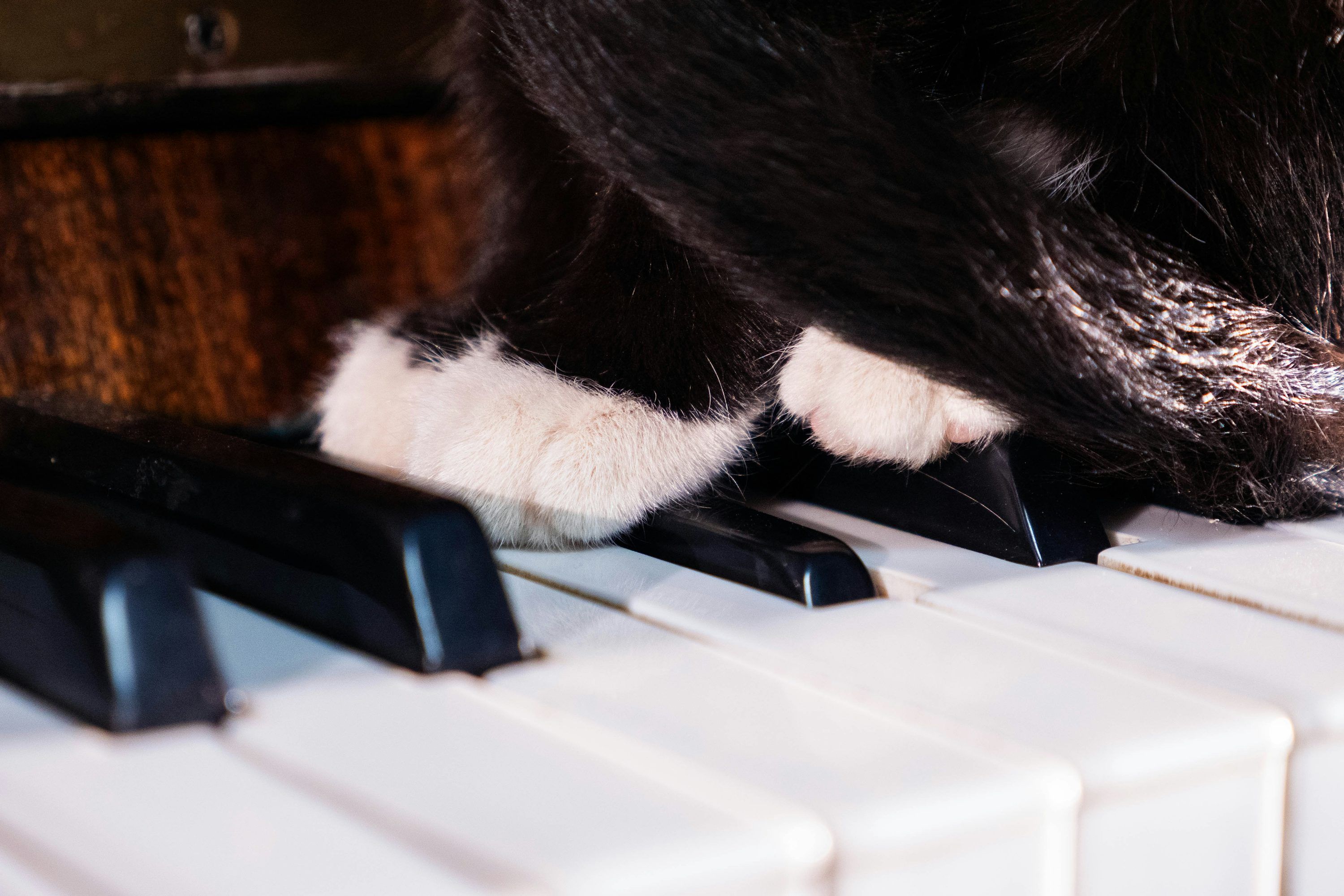 3000x2001 A black and white cat playing on a piano