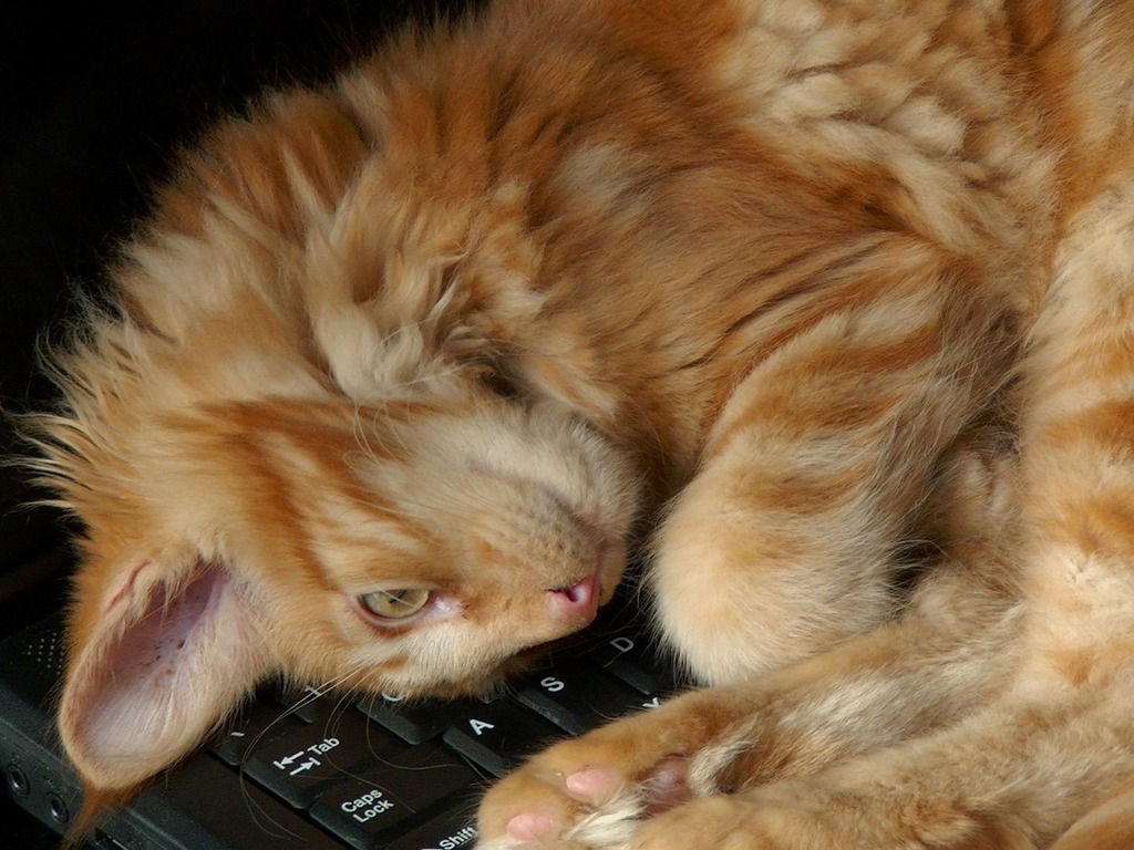 1024x768 A cat laying on top of a laptop keyboard. Cat it lies