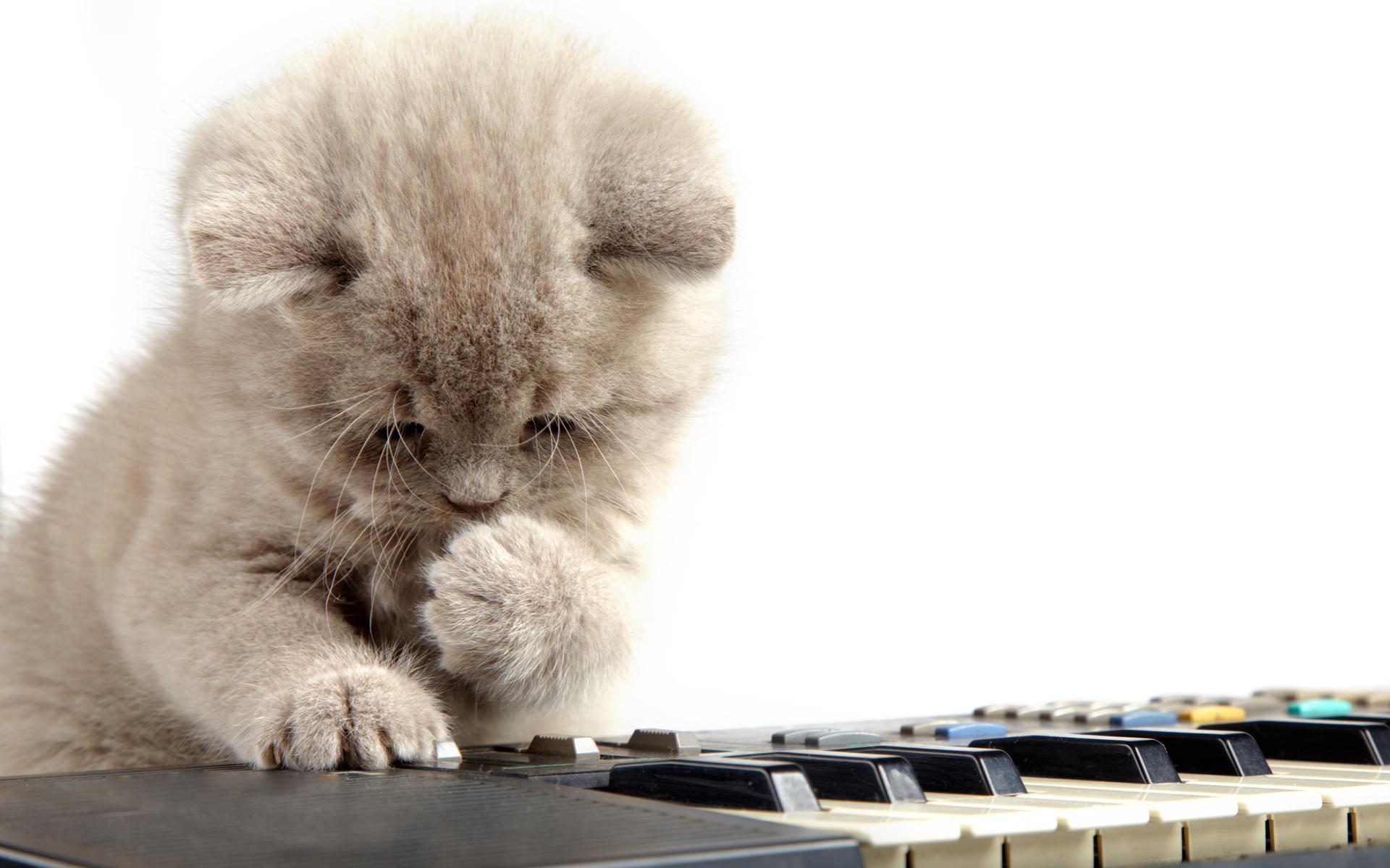 1920x1200 Piano Cat Wallpaper