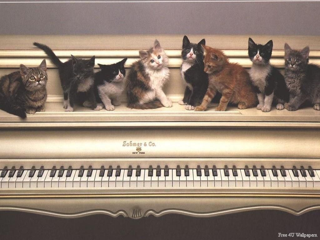 1024x768 Cat Playing Piano Wallpaper HD 19253