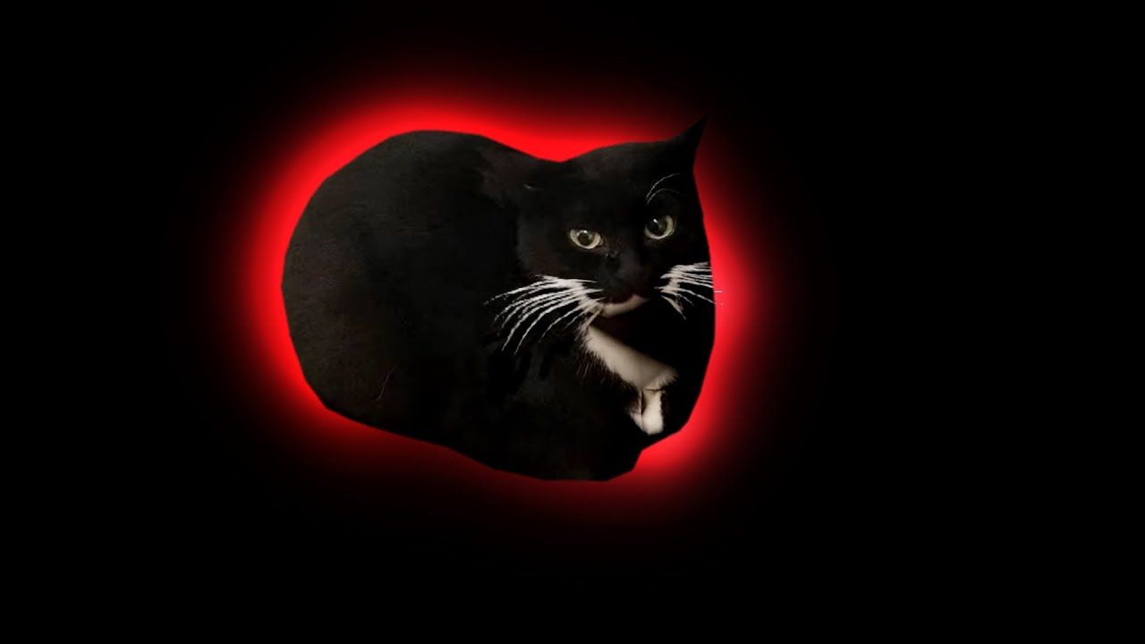 1280x720 Maxwell The Cat Wallpaper