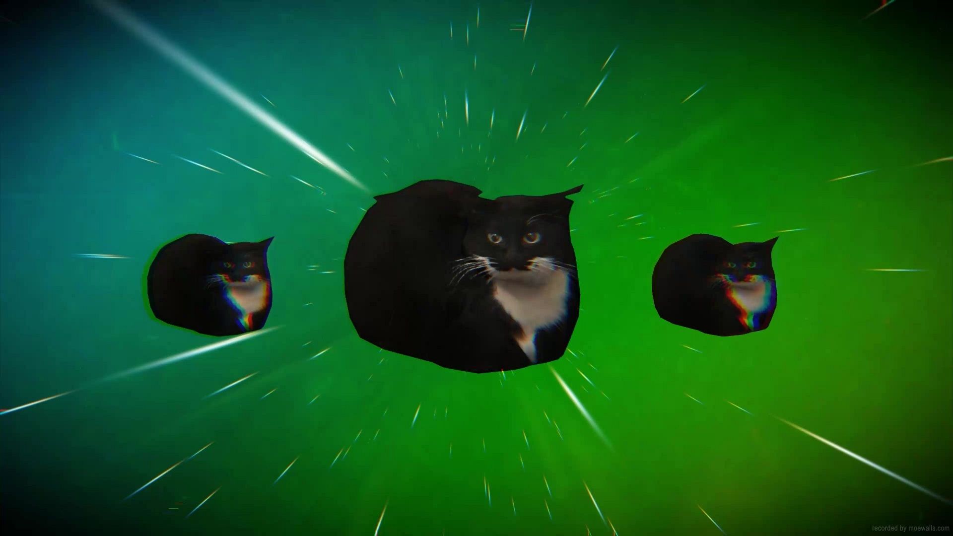 1920x1080 Maxwell The Cat Wallpaper