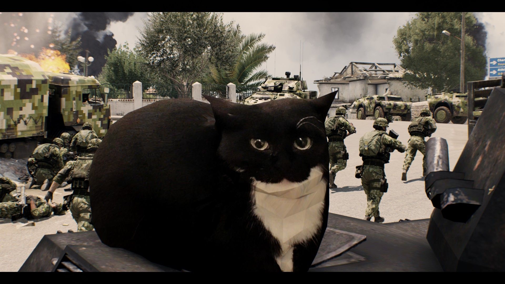 1920x1080 Maxwell The Cat Wallpaper
