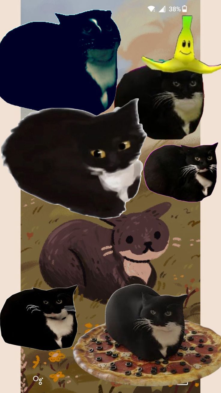 736x1308 Maxwell, a perfect loaf #maxwell #cat D #loaf #meme