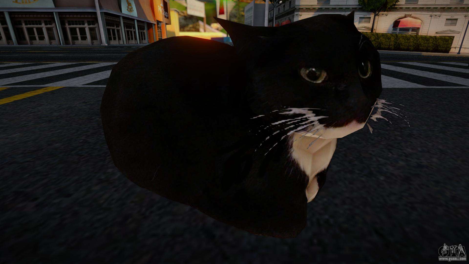1920x1080 Maxwell The Cat Wallpaper