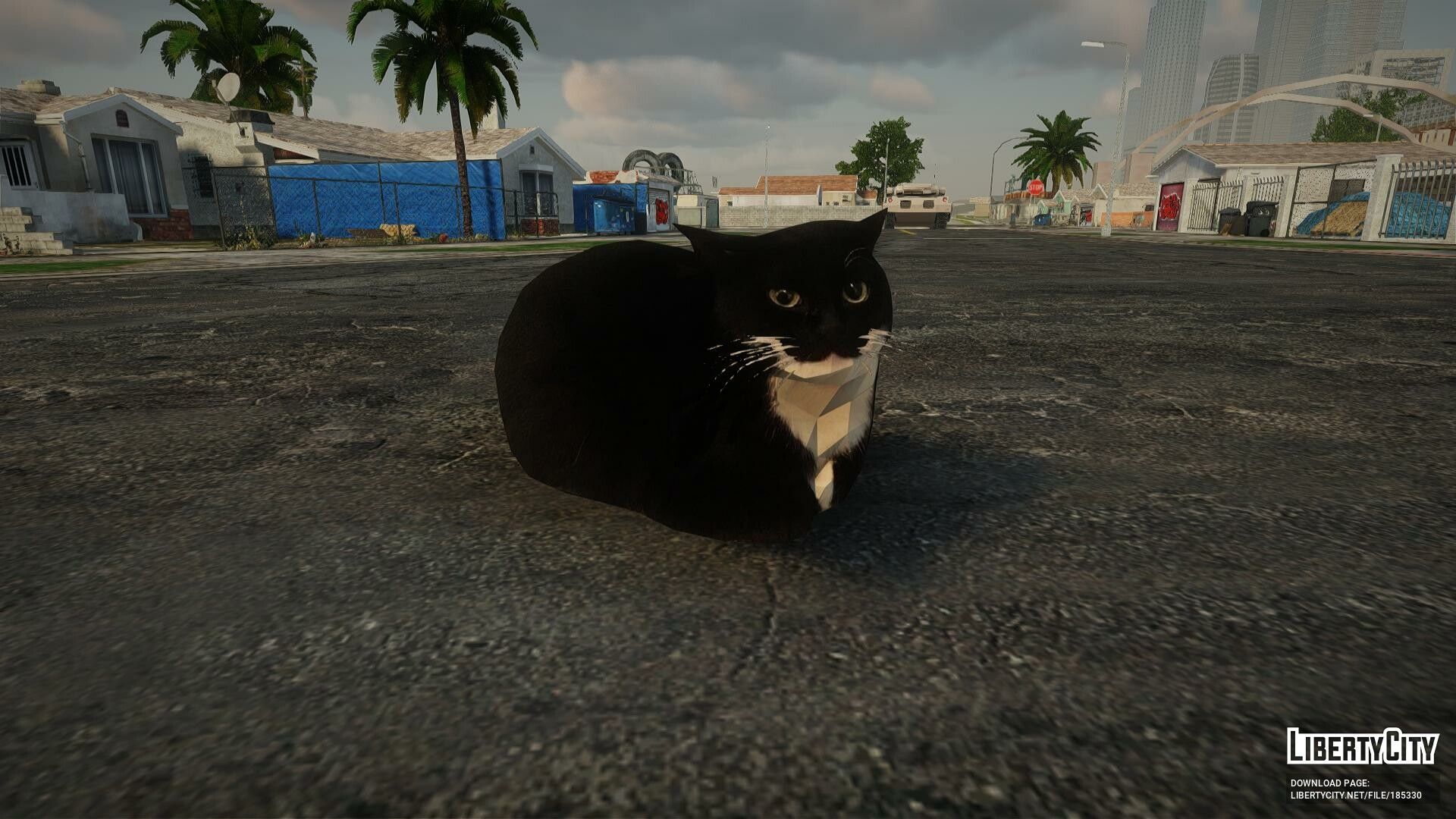 1920x1080 Maxwell The Cat Wallpaper