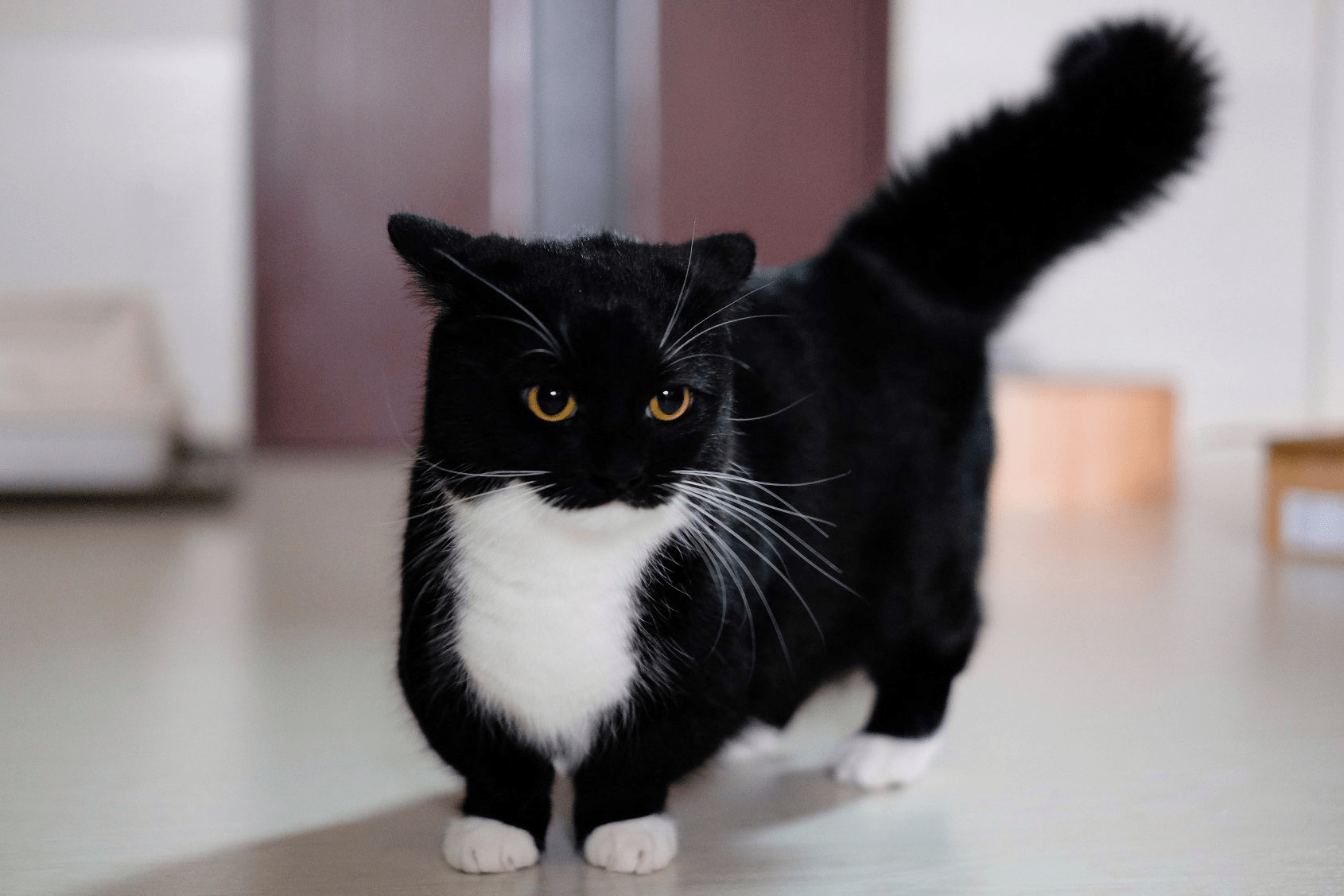 1690x1127 Here's like 15 photo of Uni, the cat that's from the item, Maxwell the Carryable Cat