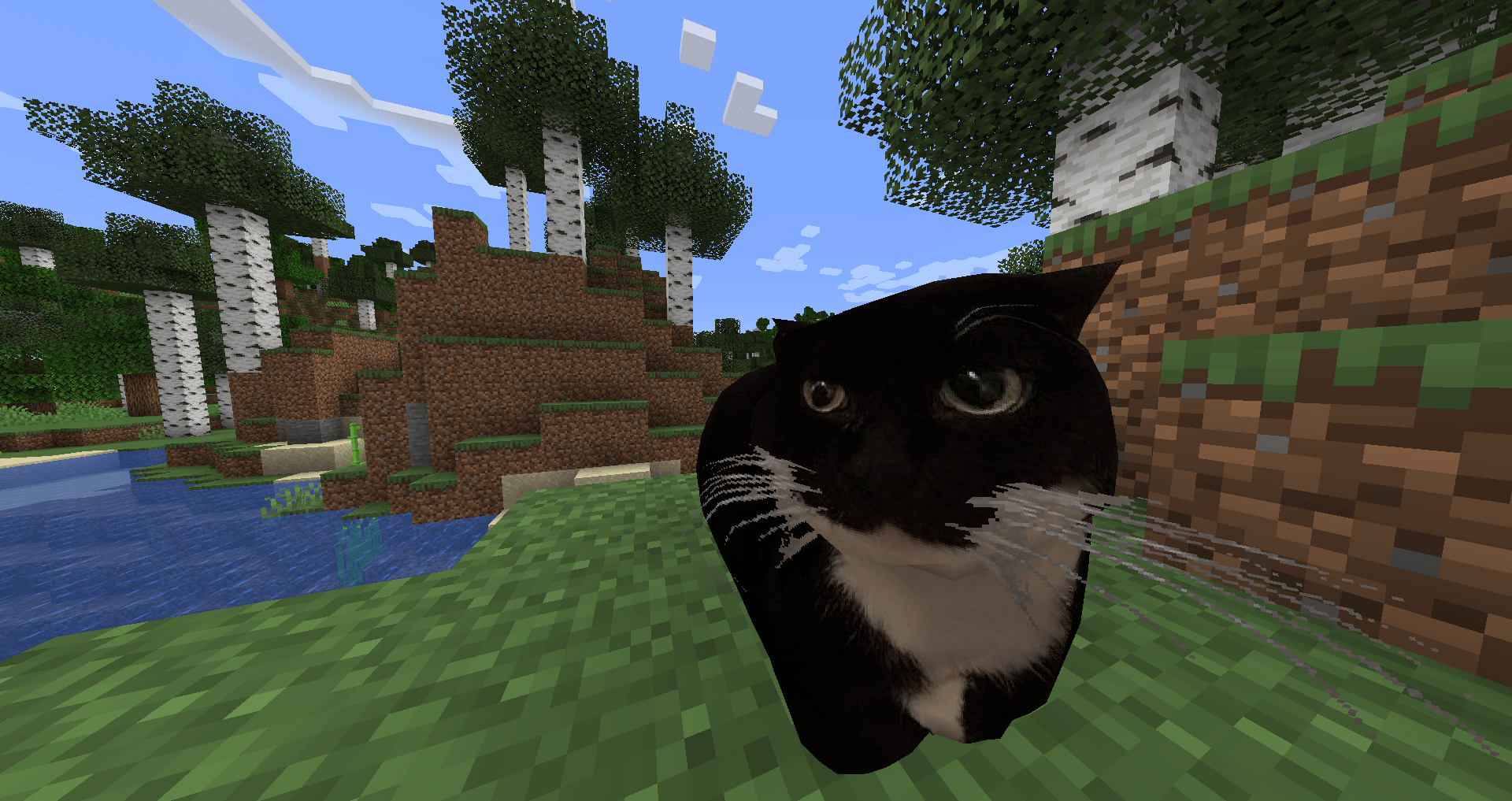 1920x1017 Maxwell the placeable cat