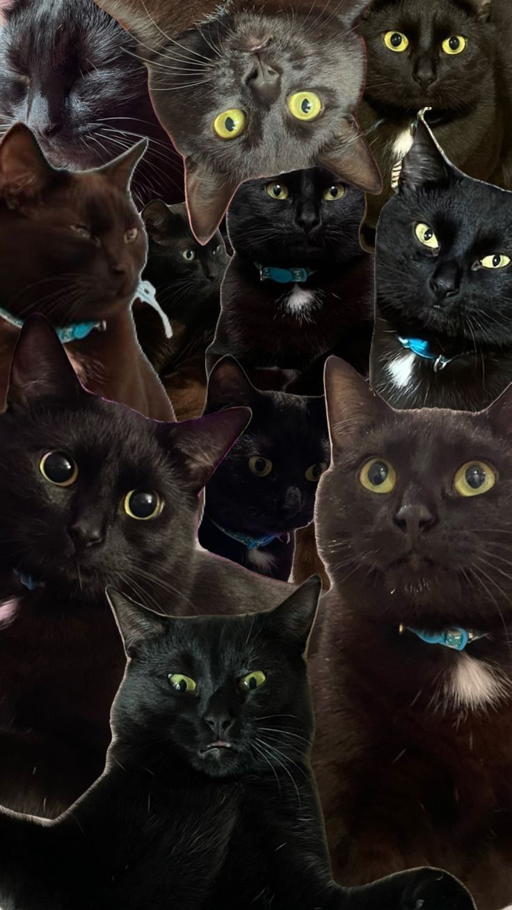 736x1308 Group of Cats with Different Colored Eyes and Collars. Black cats wallpaper, Maxwell the cat wallpaper, Scary cat wallpaper for phone