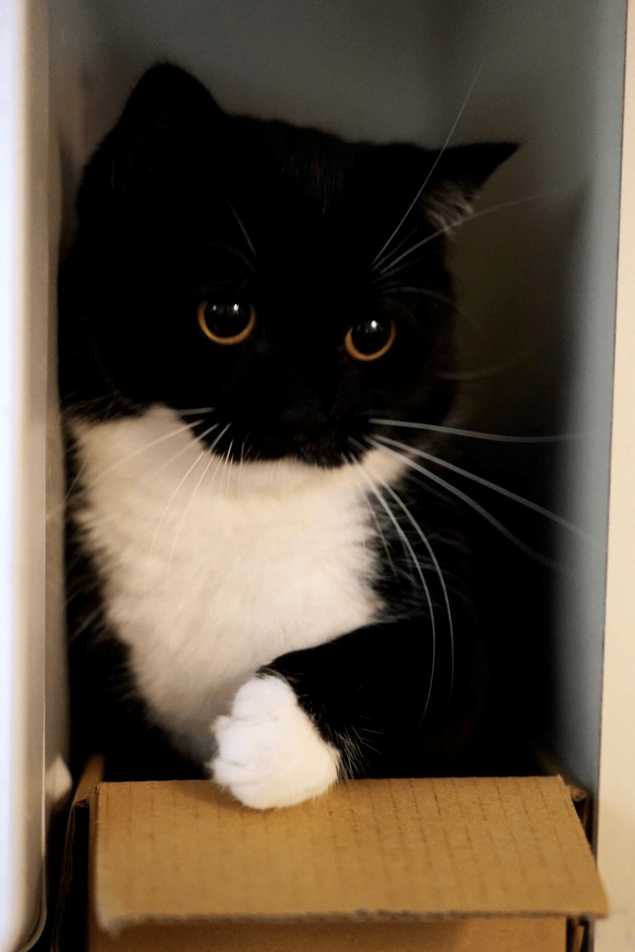 925x1387 Here's like 15 photo of Uni, the cat that's from the item, Maxwell the Carryable Cat
