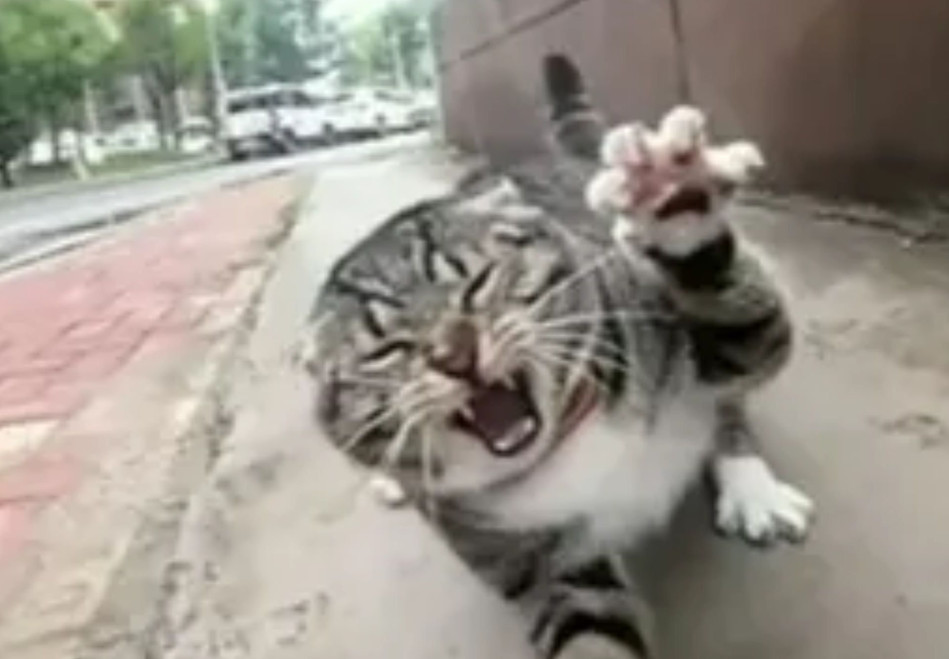 1920x1333 Meet Maxwell The Cat: TikTok Famous Feline Who Wears GoPro And Terrorizes Neighborhood