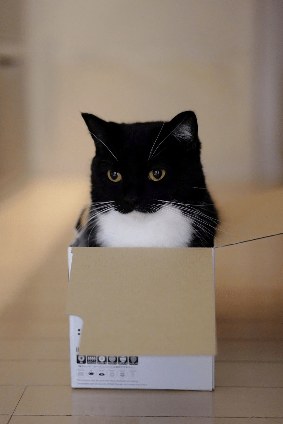 934x1401 Here's like 15 photo of Uni, the cat that's from the item, Maxwell the Carryable Cat