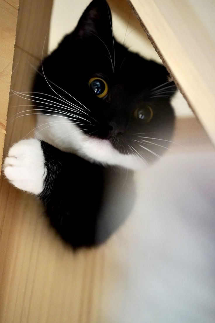 736x1104 Cute Tuxedo Cat Playing with a Toy. Maxwell the cat background, Maxwell the cat wallpaper