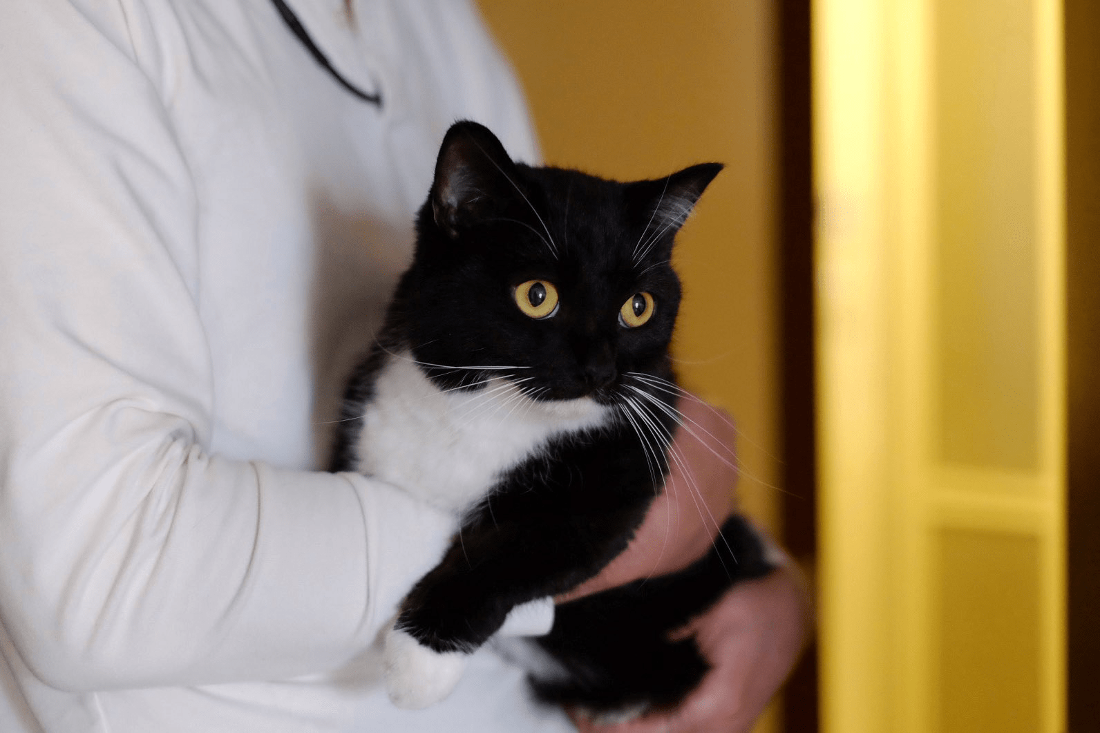 1592x1061 Here's like 15 photo of Uni, the cat that's from the item, Maxwell the Carryable Cat