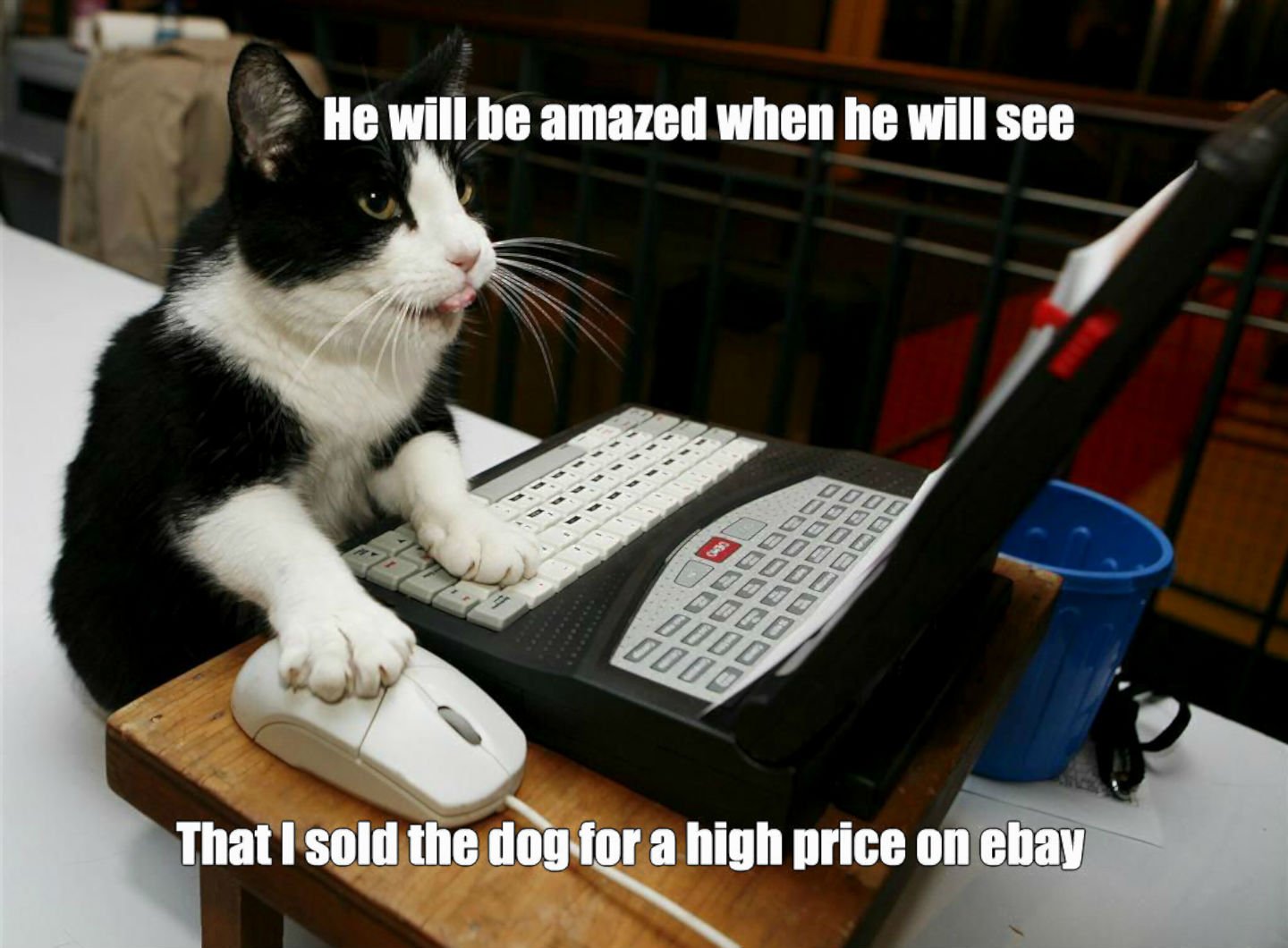 1440x1060 cat, Meme, Quote, Funny, Humor, Grumpy, Computer Wallpaper HD / Desktop and Mobile Background