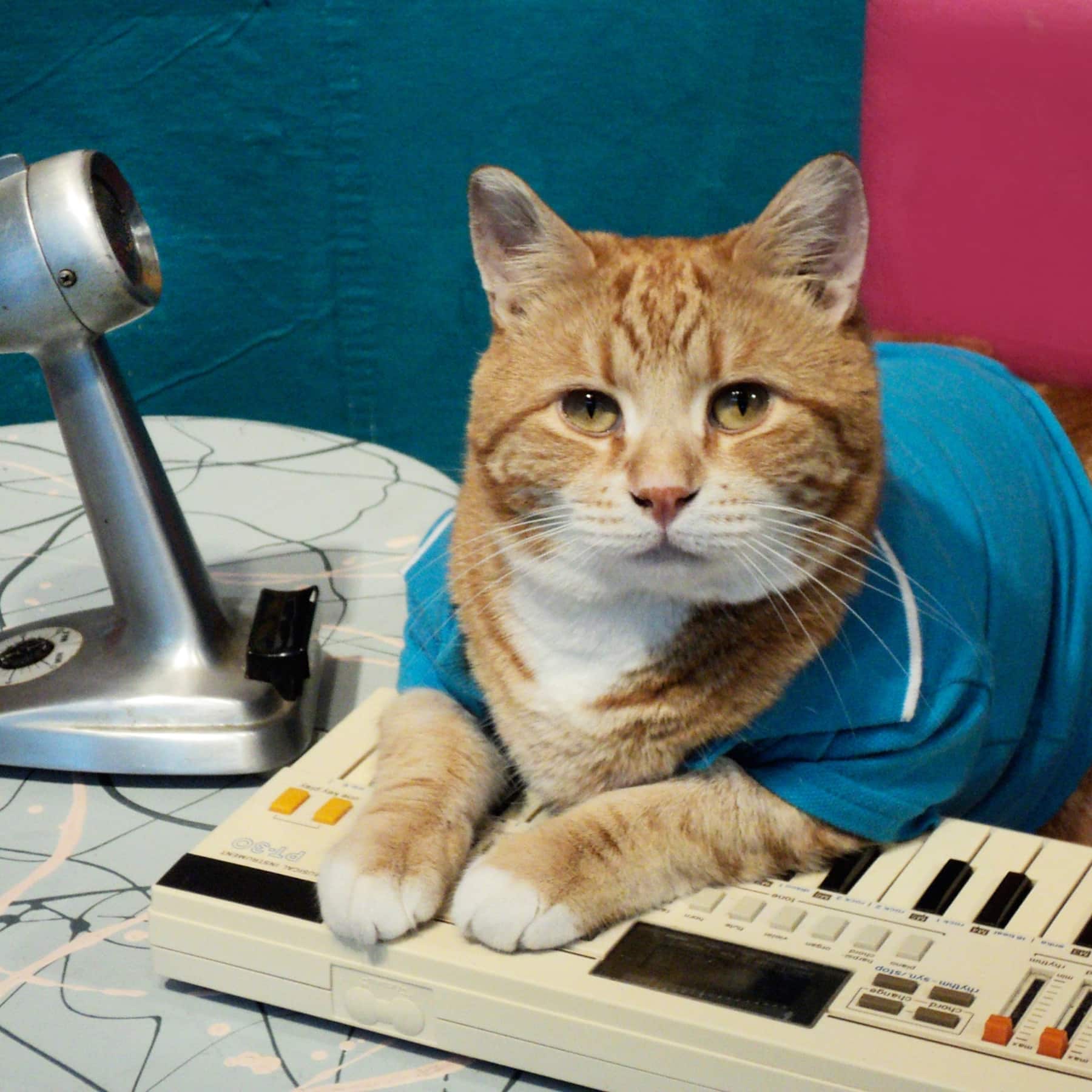 1800x1800 A look back at the life of Bento, the Keyboard Cat