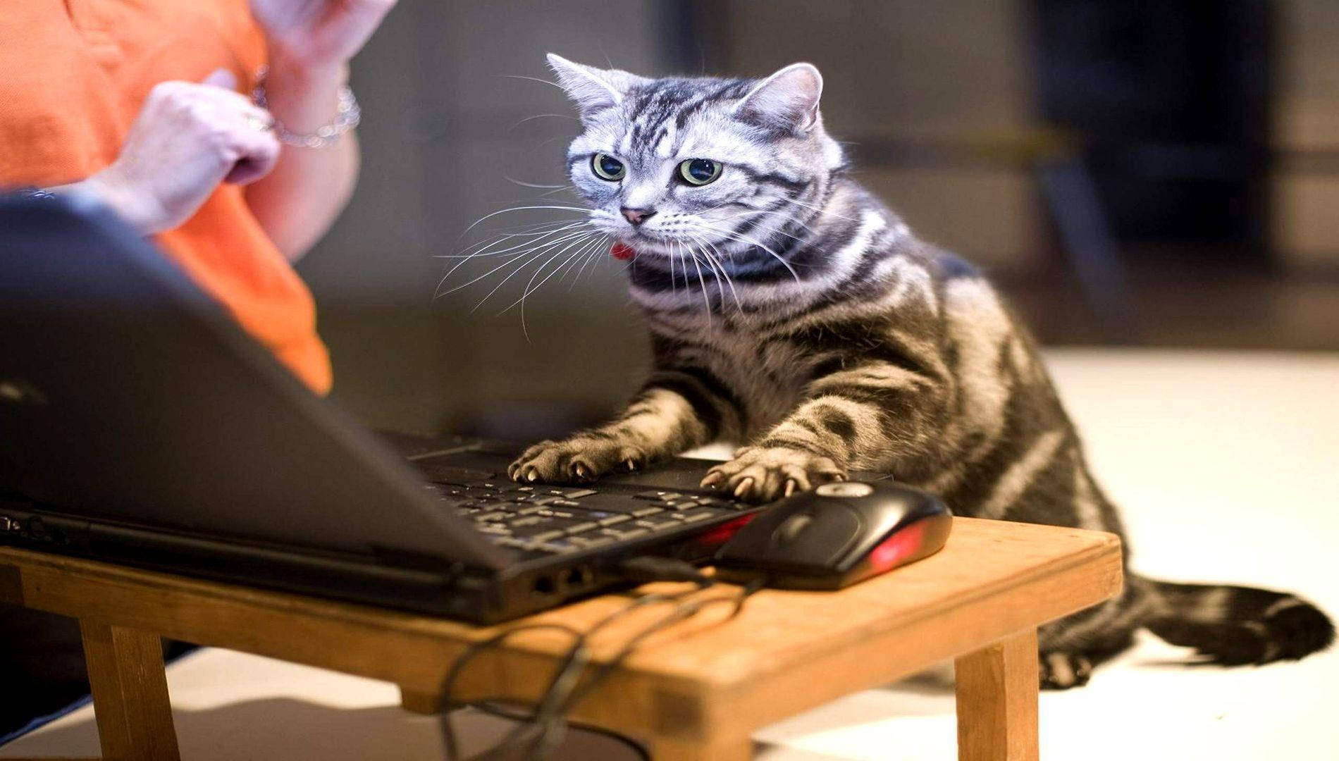 1900x1080 Download Funny Cat Using Computer Wallpaper