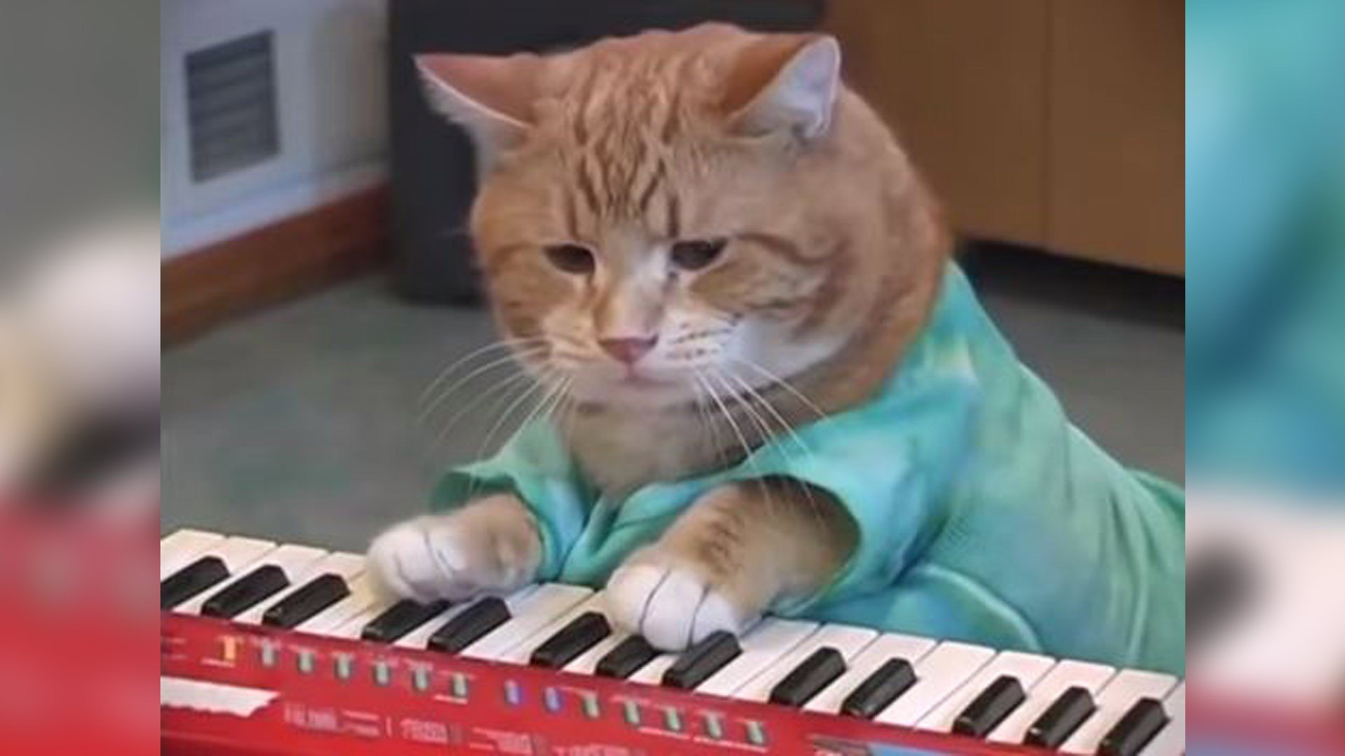 1920x1080 Beloved internet sensation Bento the 'Keyboard Cat' dies