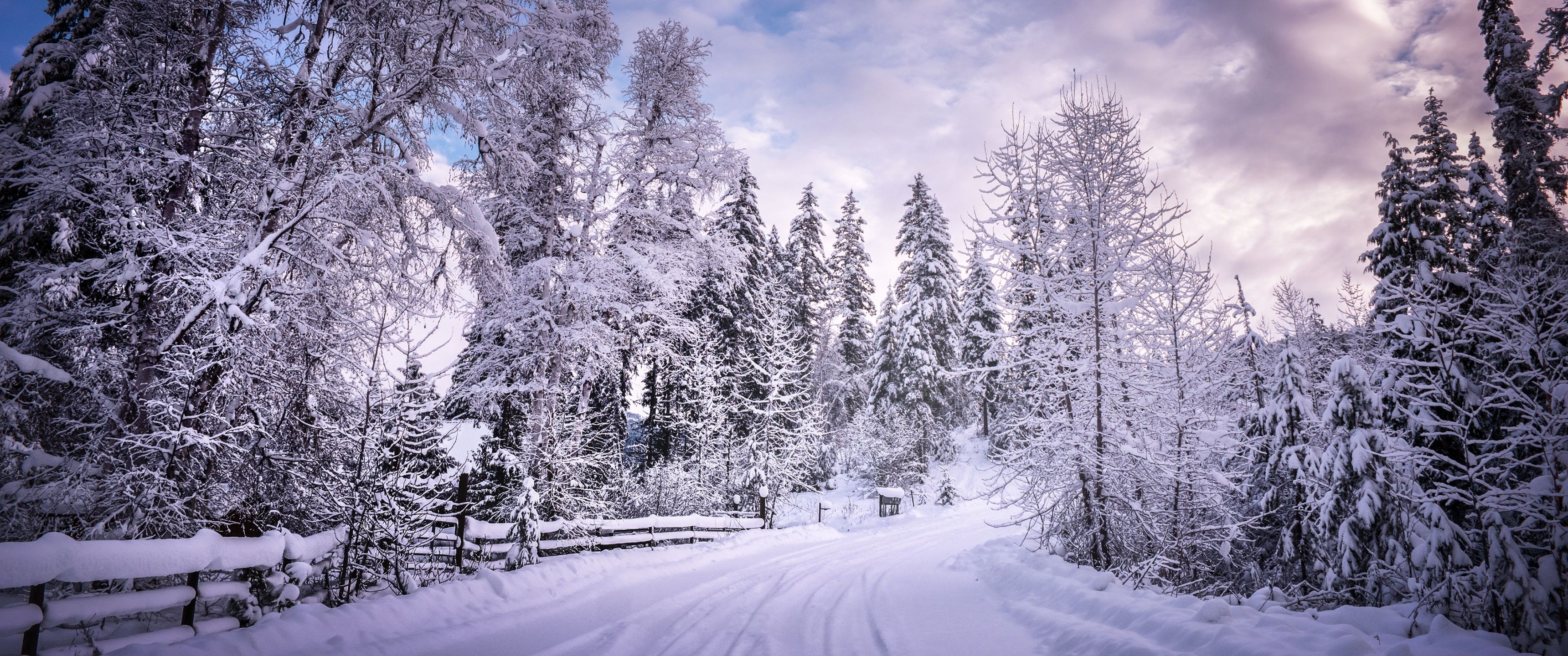 3440x1440 Snowy Trees Wallpaper 4K, Winter Road, Snow covered